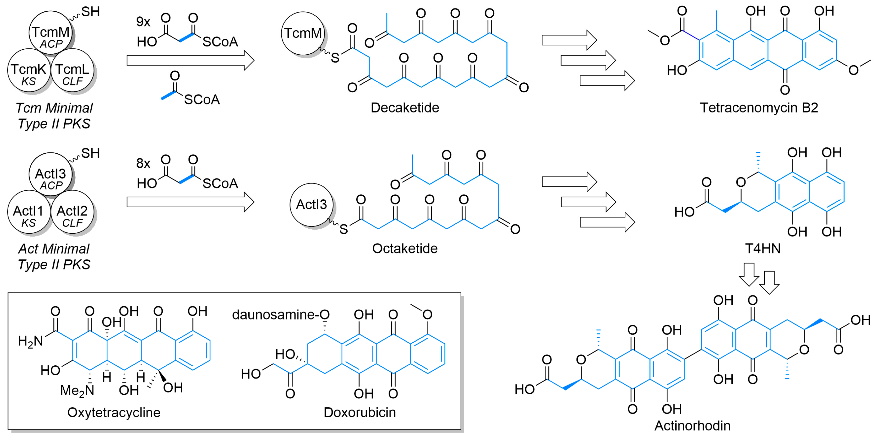 Synbio 02 00006 g001
