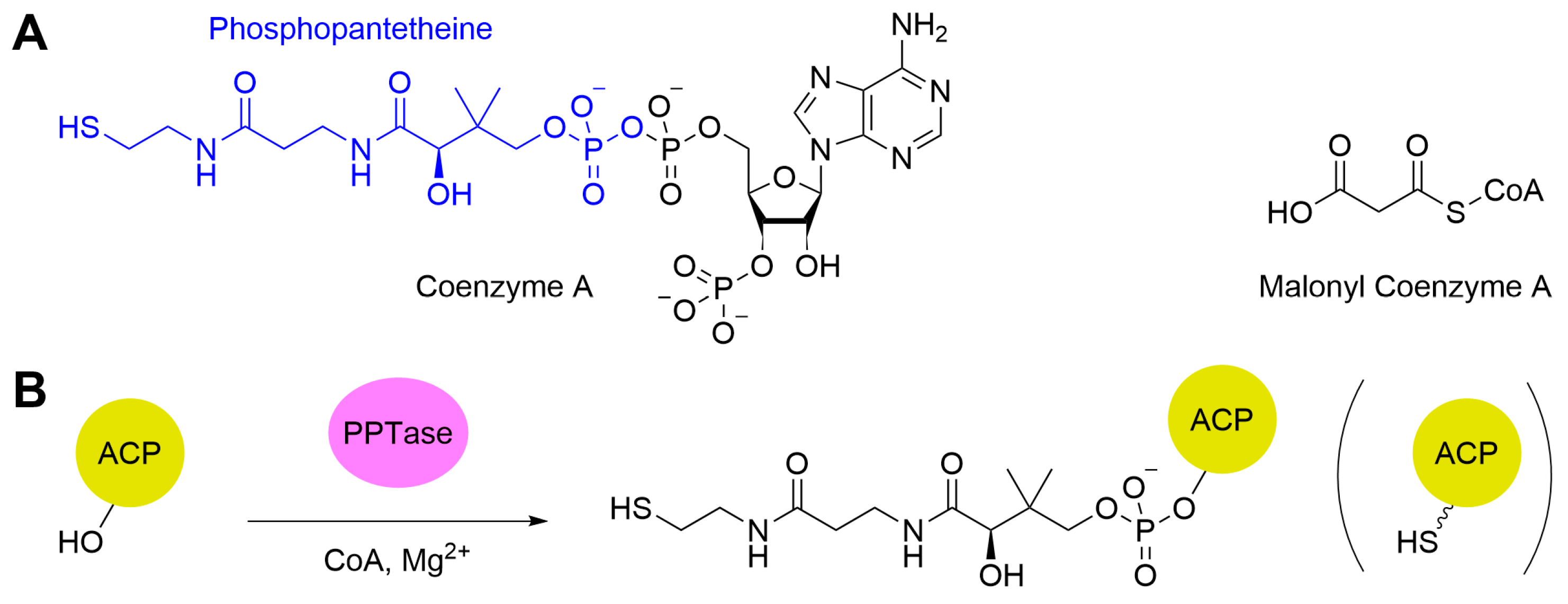 Synbio 02 00006 g007