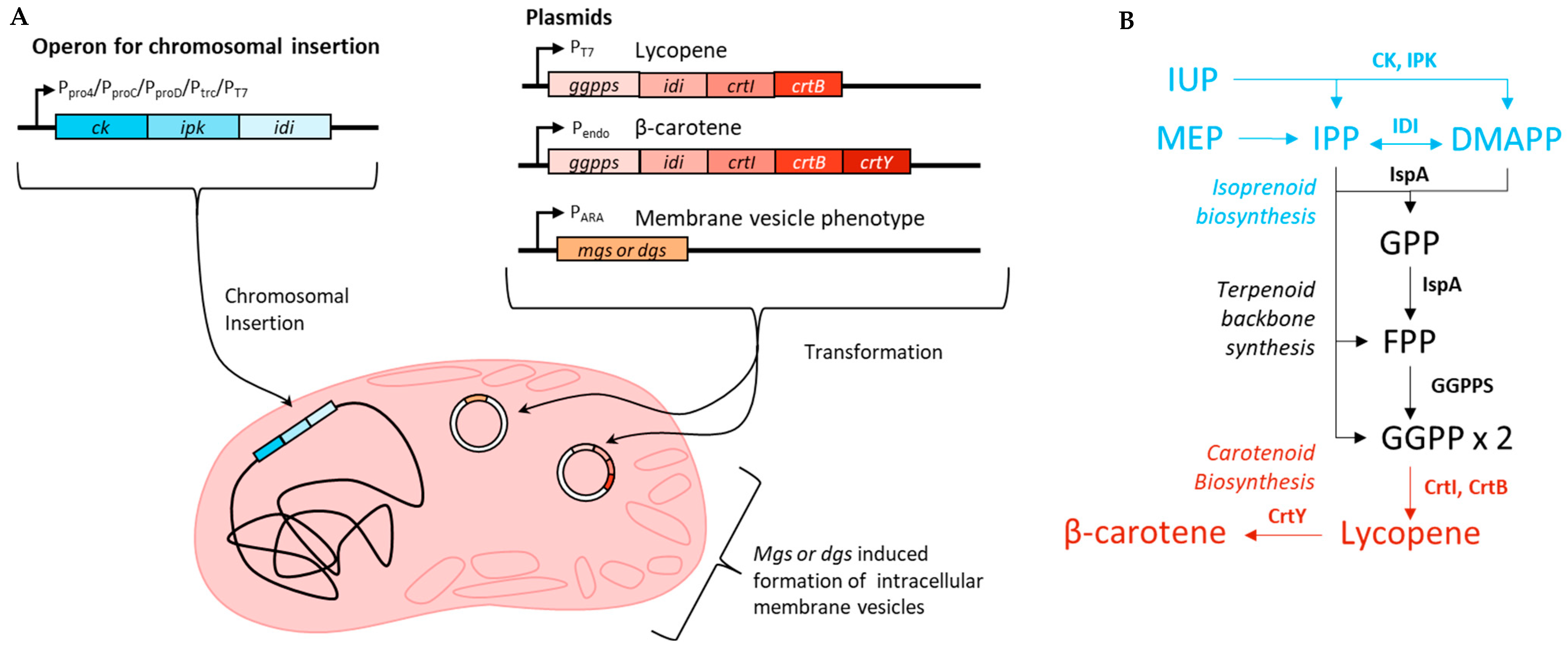 Synbio 02 00022 g001