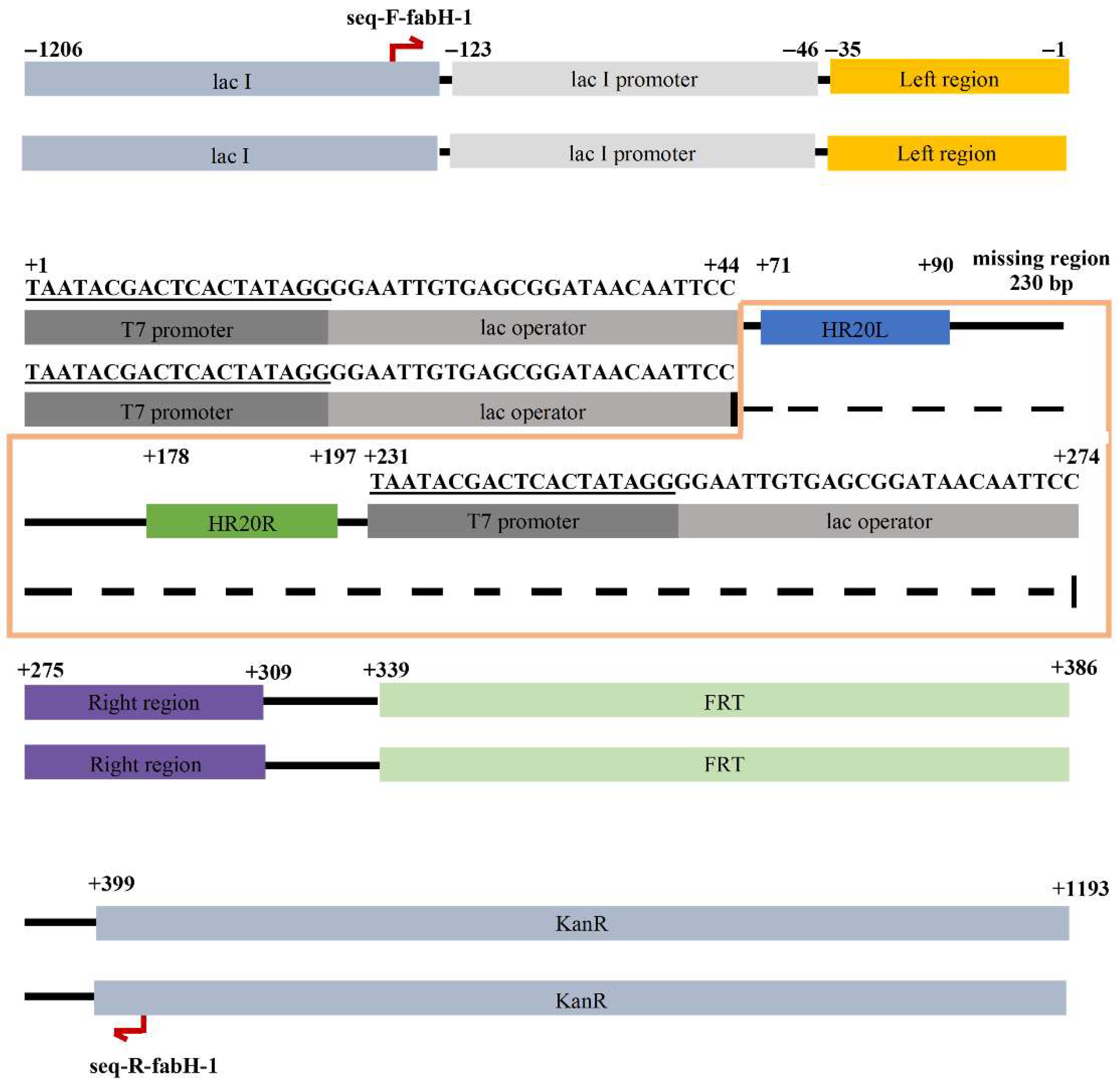 Synbio 04 00006 g002