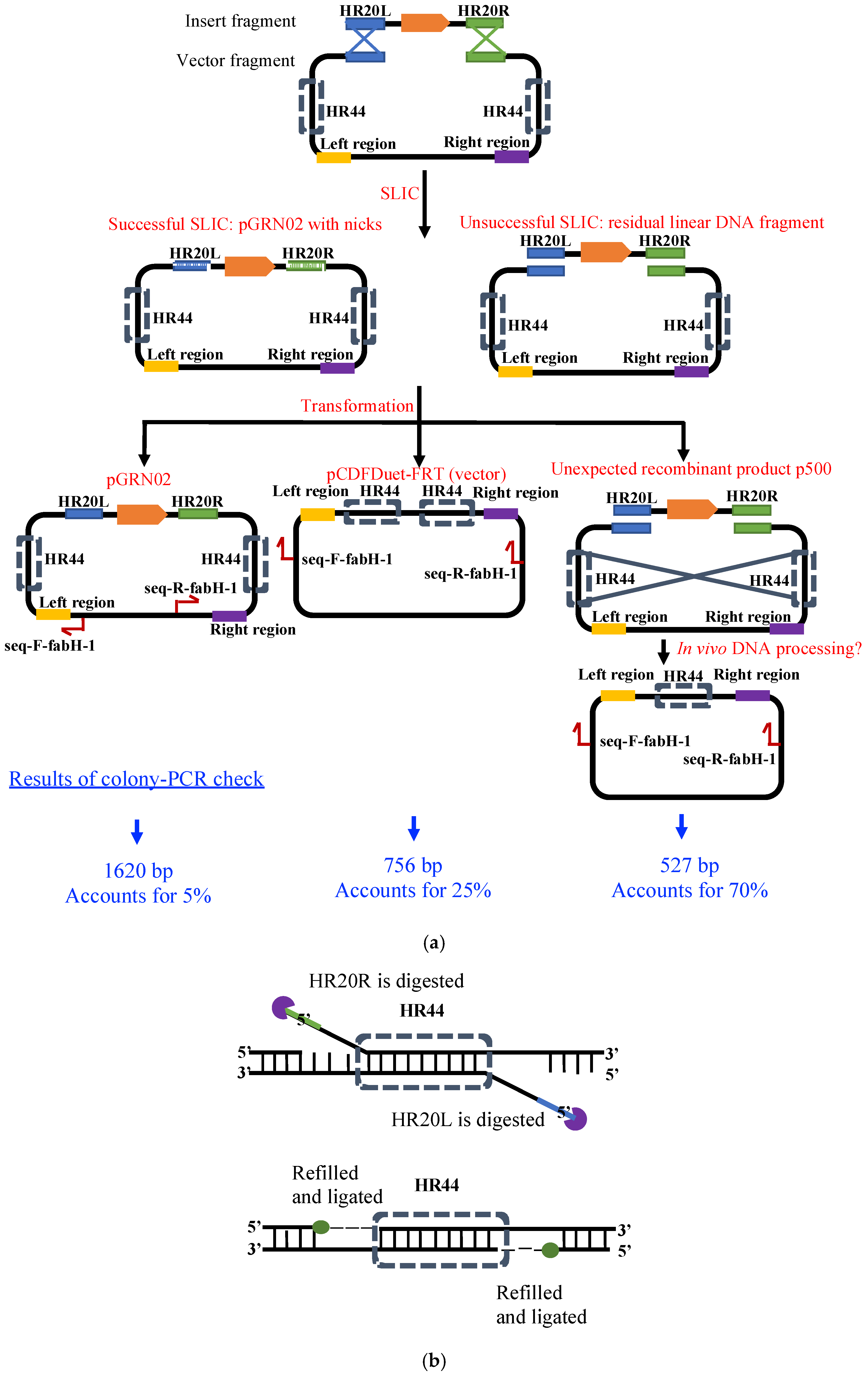 Synbio 04 00006 g003
