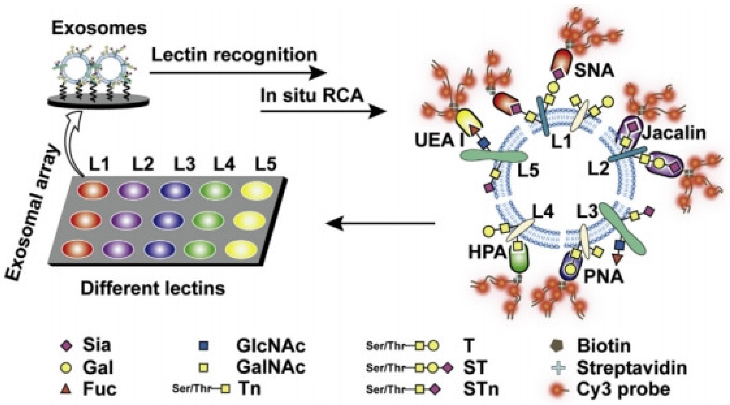 Targets 02 00001 g010
