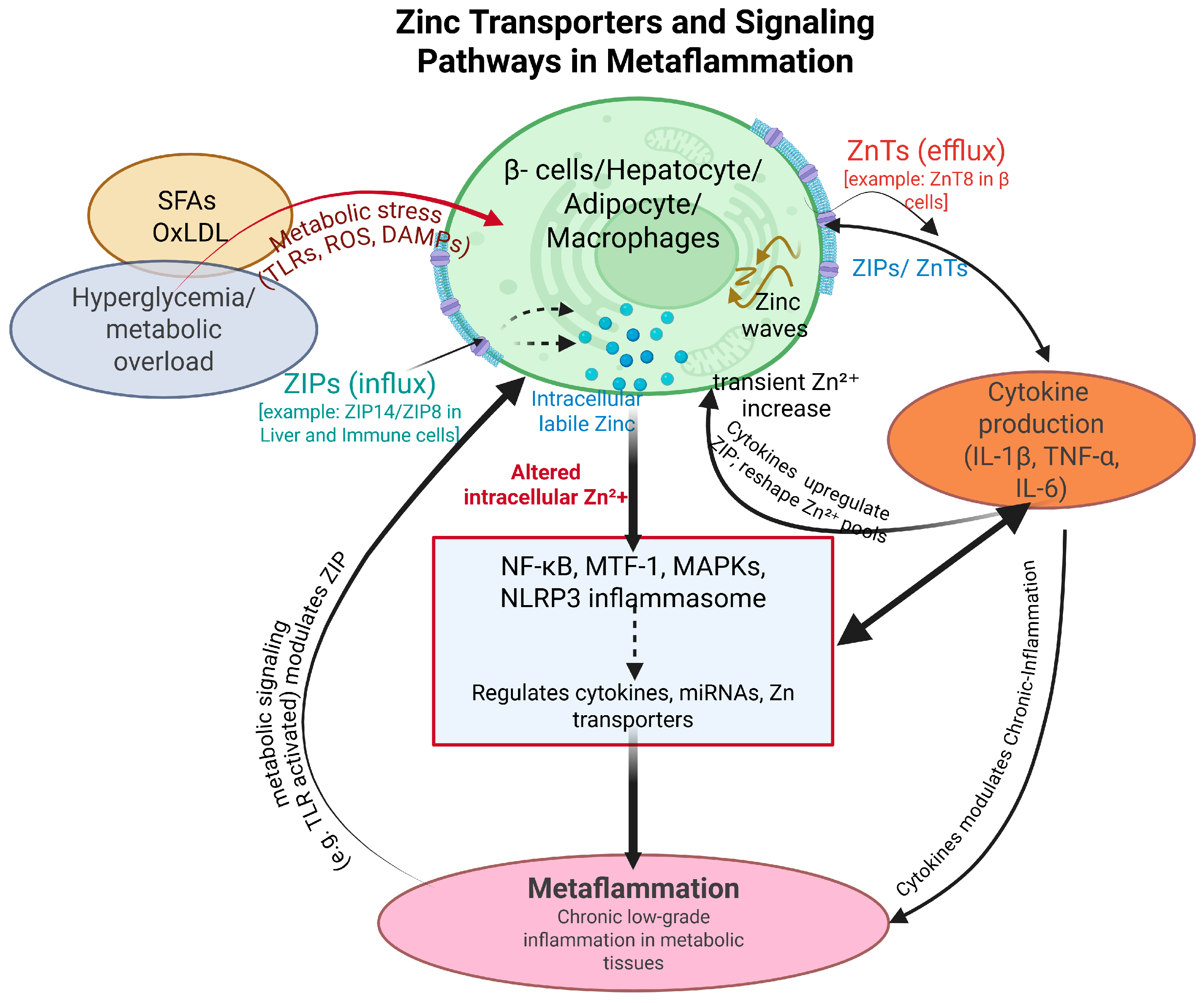 Targets 04 00005 g001