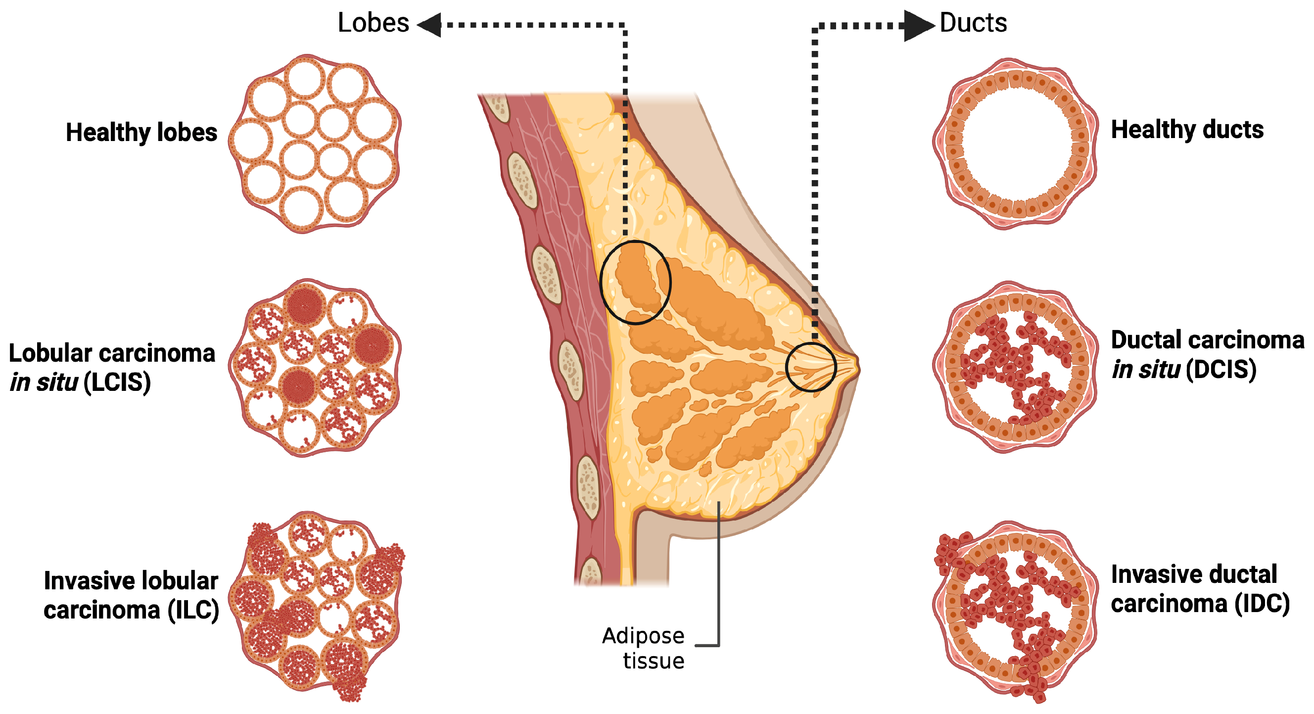 Targets 04 00010 g001