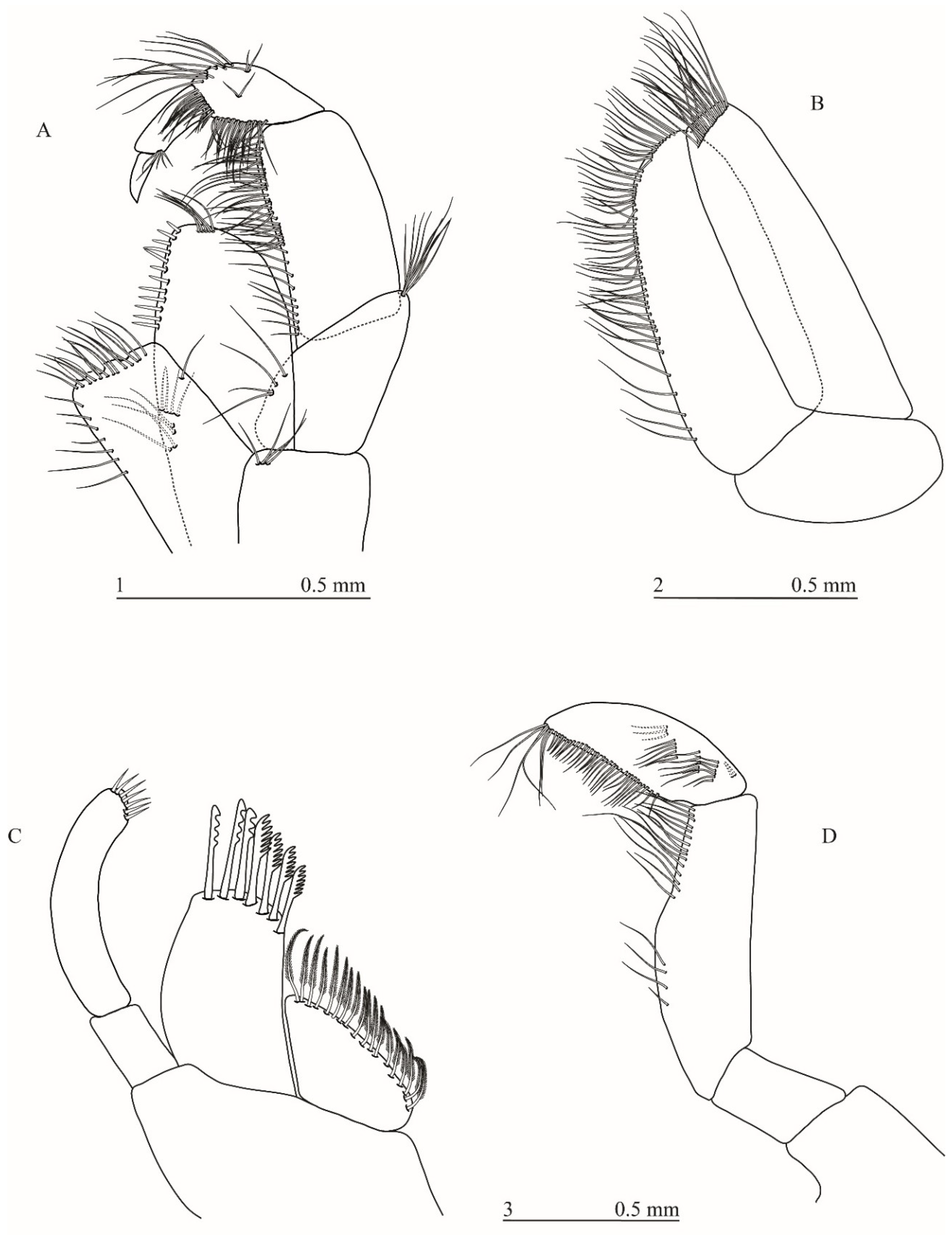 Taxonomy 01 00005 g004