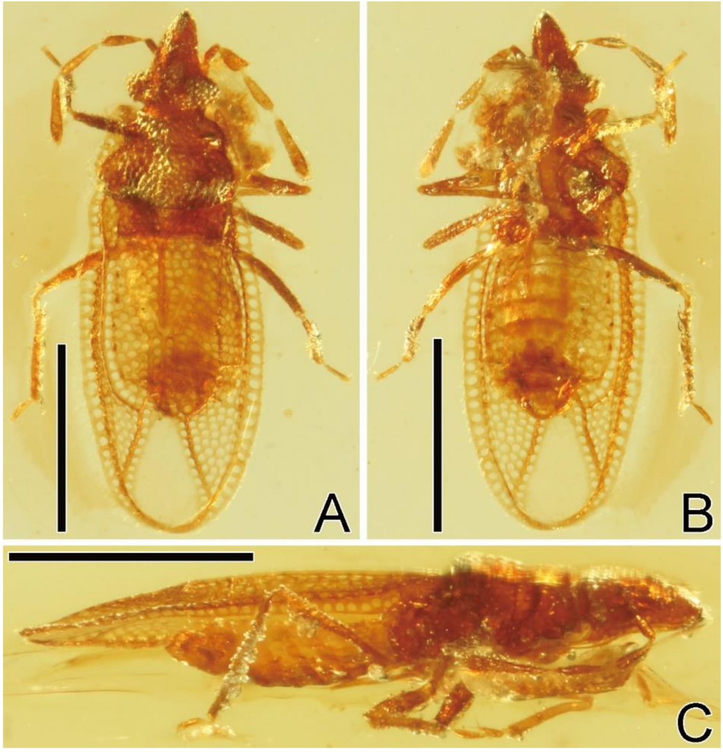 Taxonomy 01 00007 g001 Taxonomy 01 00007 g001