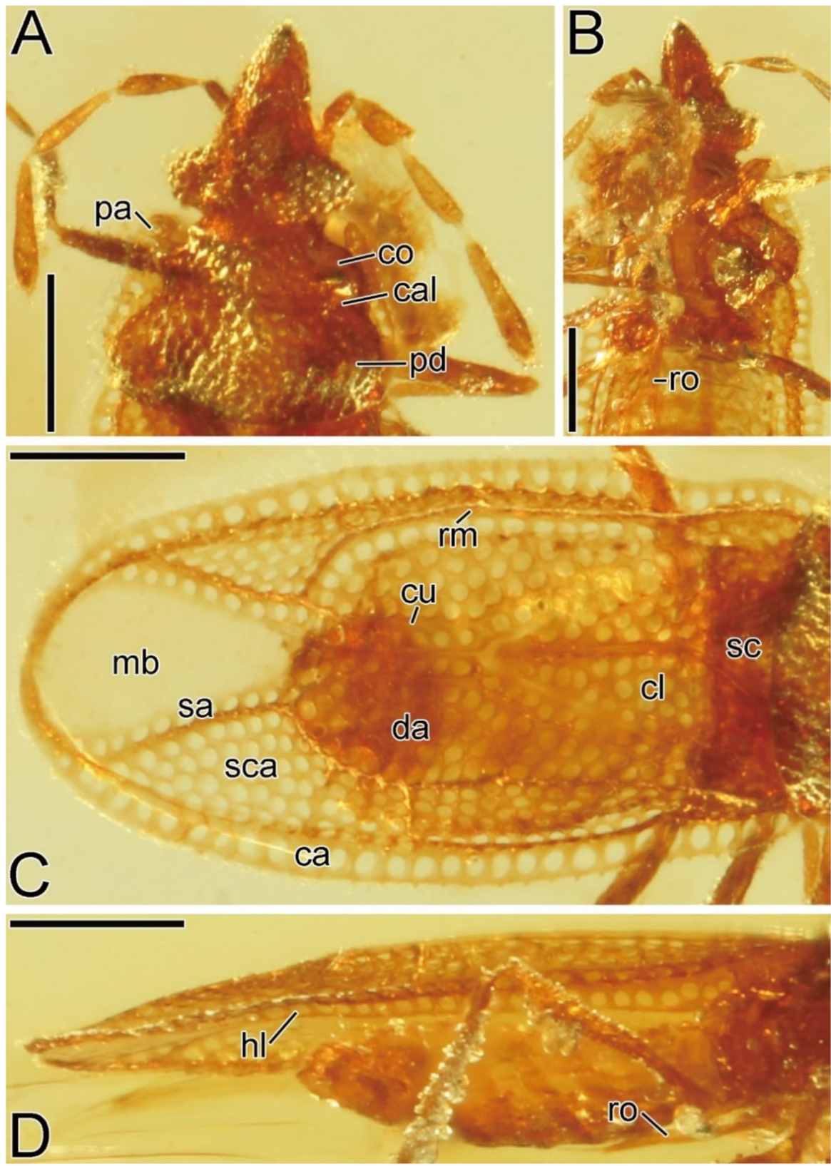 Taxonomy 01 00007 g002 Taxonomy 01 00007 g002