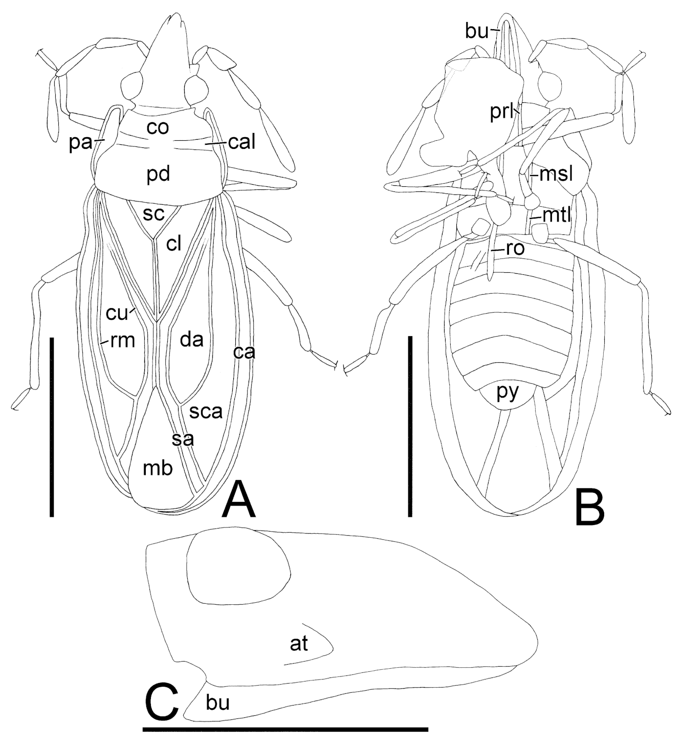 Taxonomy 01 00007 g003 Taxonomy 01 00007 g003