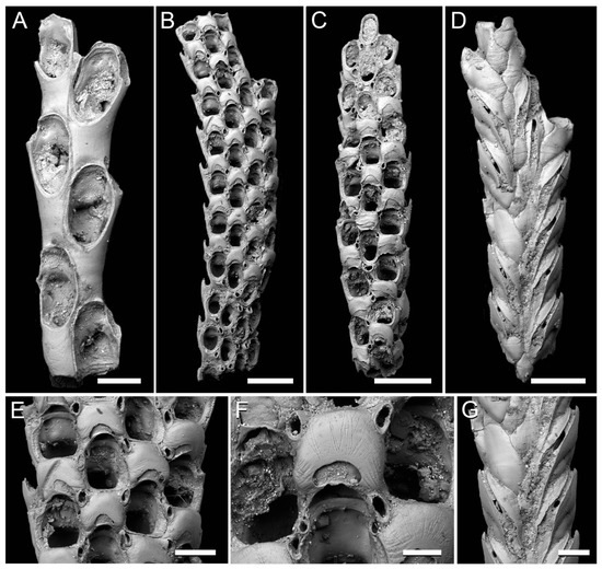 Taxonomy 01 00008 g003