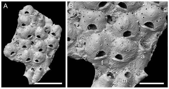 Taxonomy 01 00008 g004