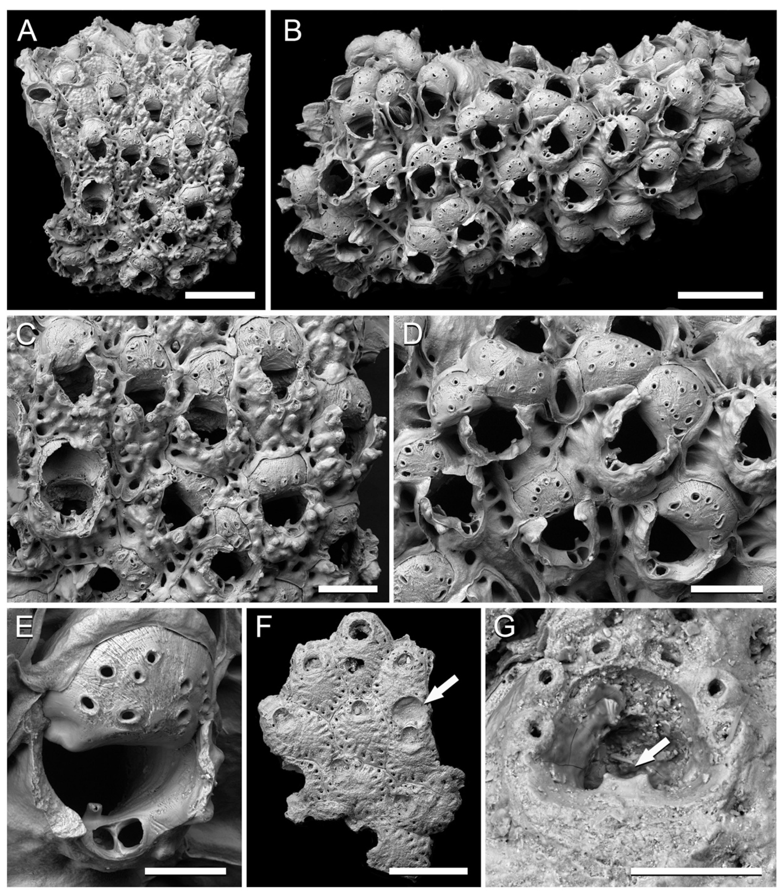 Taxonomy 01 00008 g005 Taxonomy 01 00008 g005