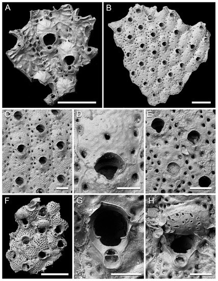Taxonomy 01 00008 g006