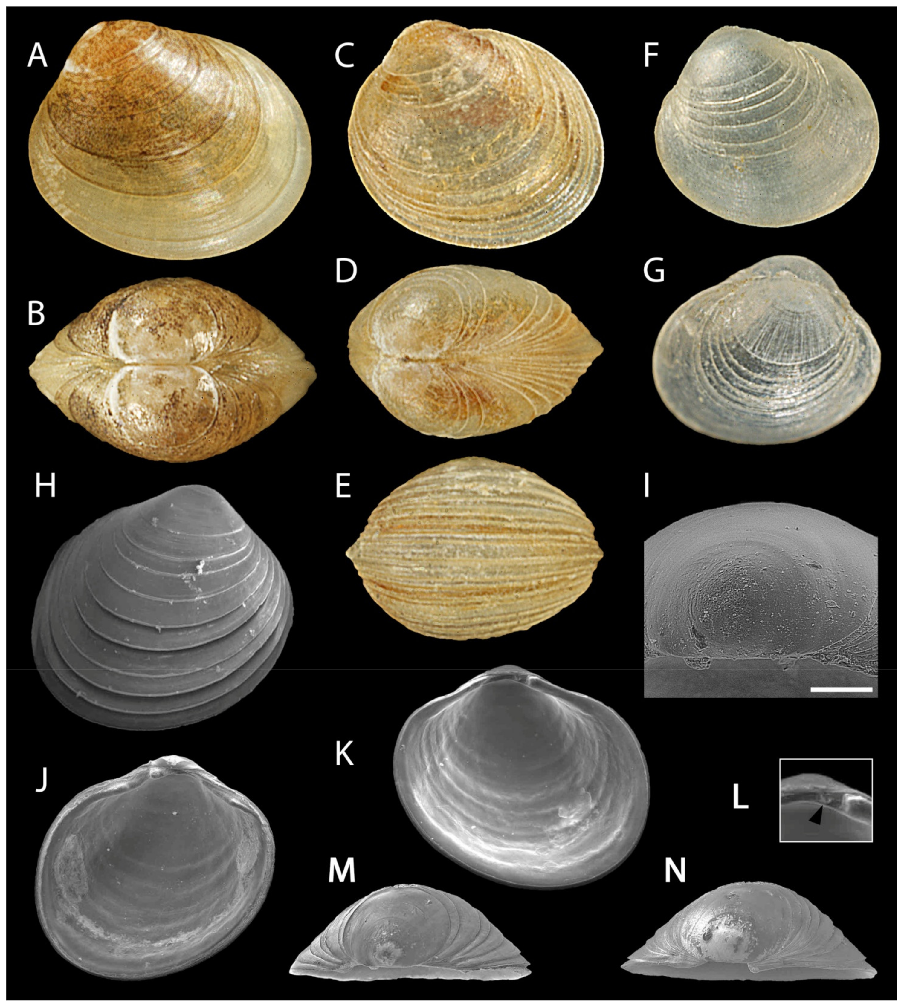 Taxonomy 01 00011 g002