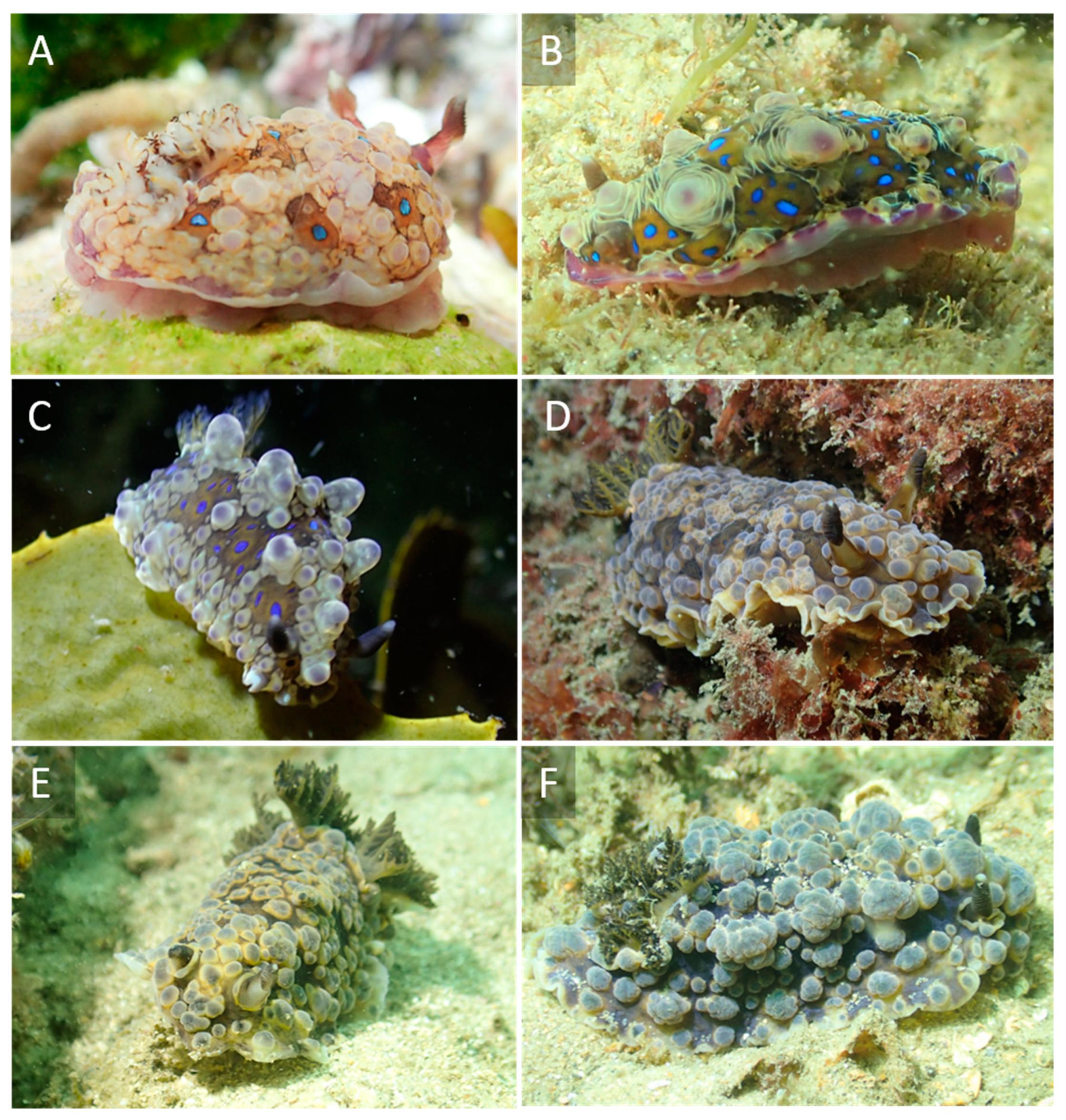 Taxonomy 01 00012 g001 Taxonomy 01 00012 g001