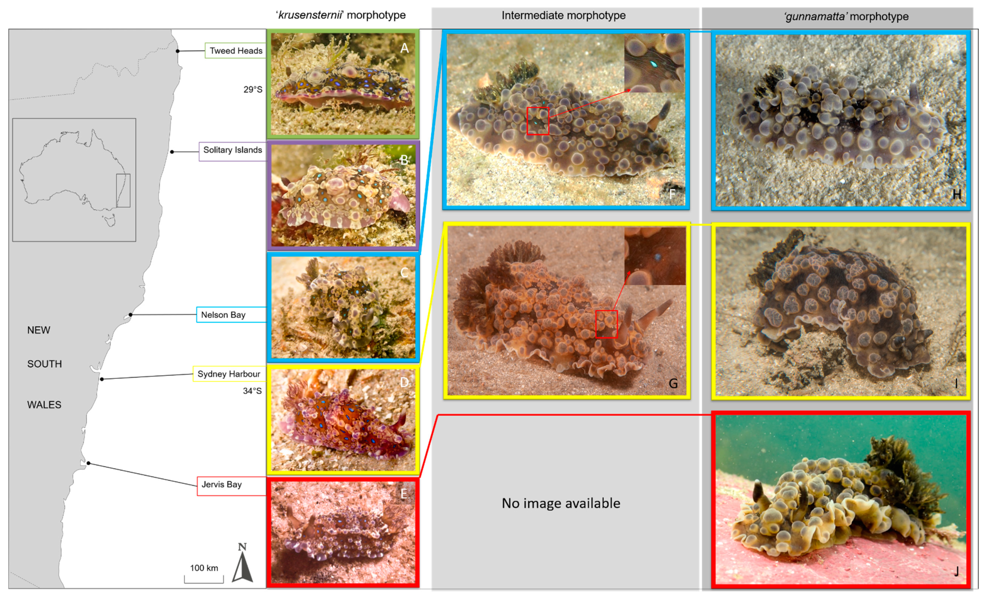 Taxonomy 01 00012 g003 Taxonomy 01 00012 g003