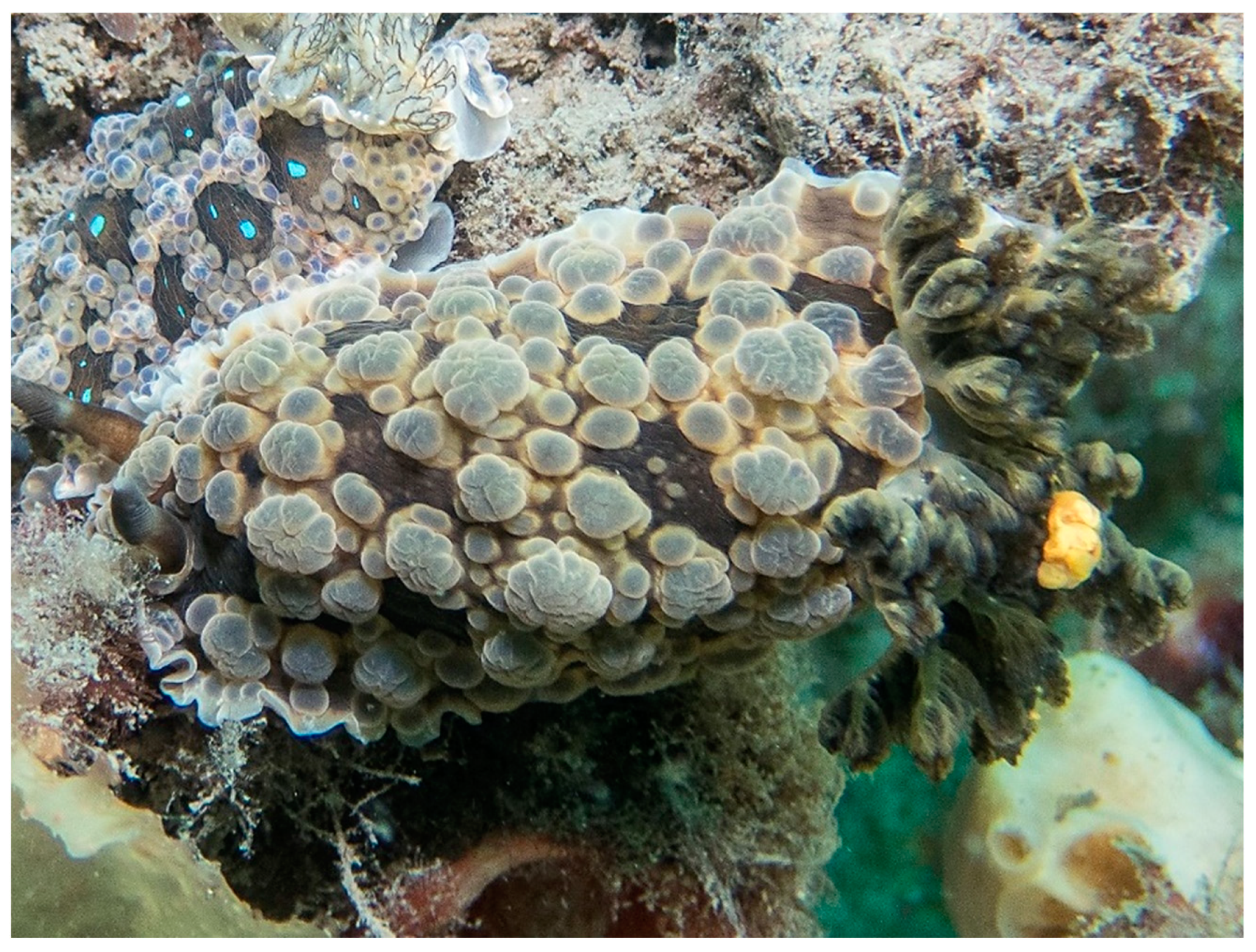 Taxonomy 01 00012 g004 Taxonomy 01 00012 g004