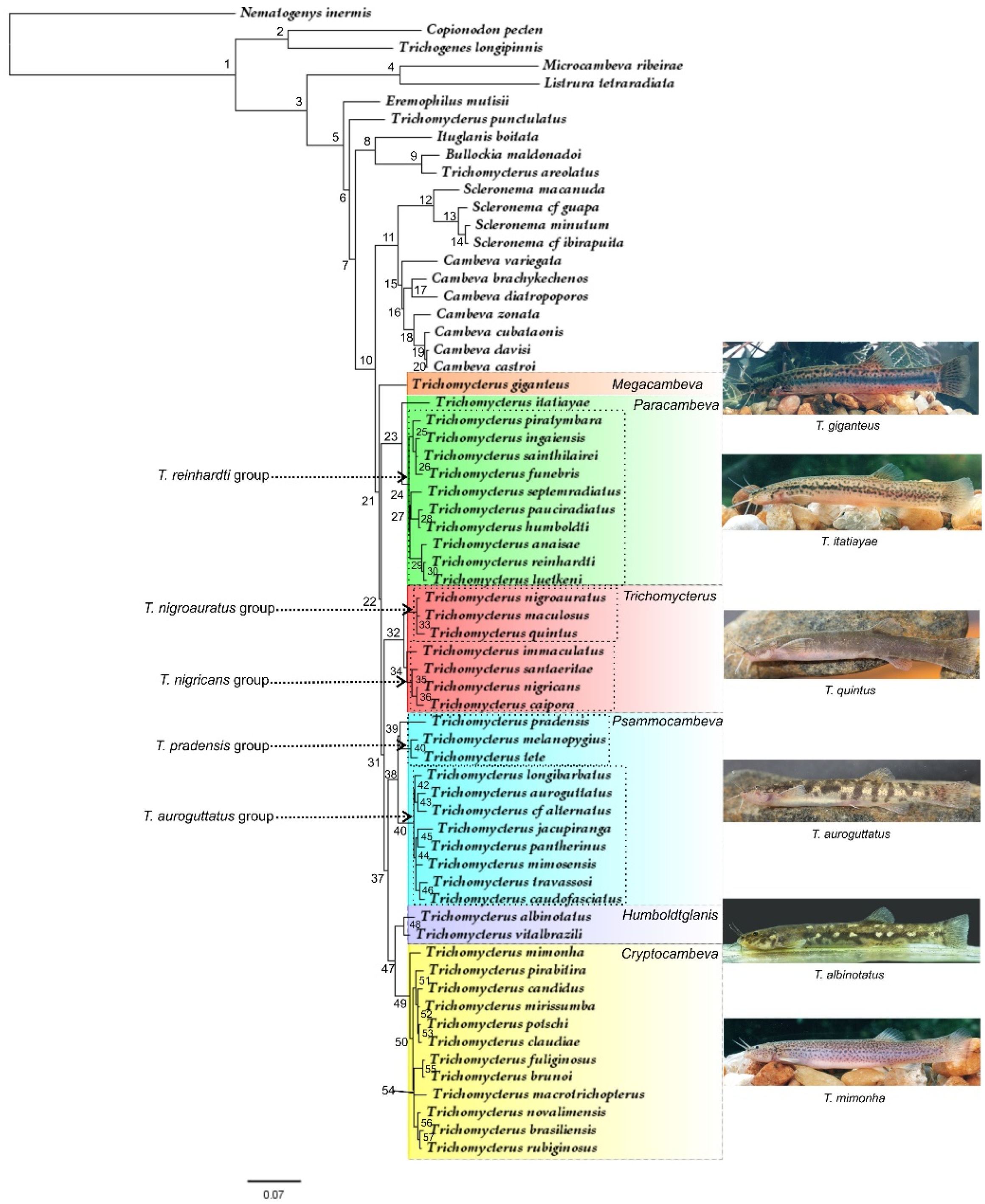 Taxonomy 01 00013 g001