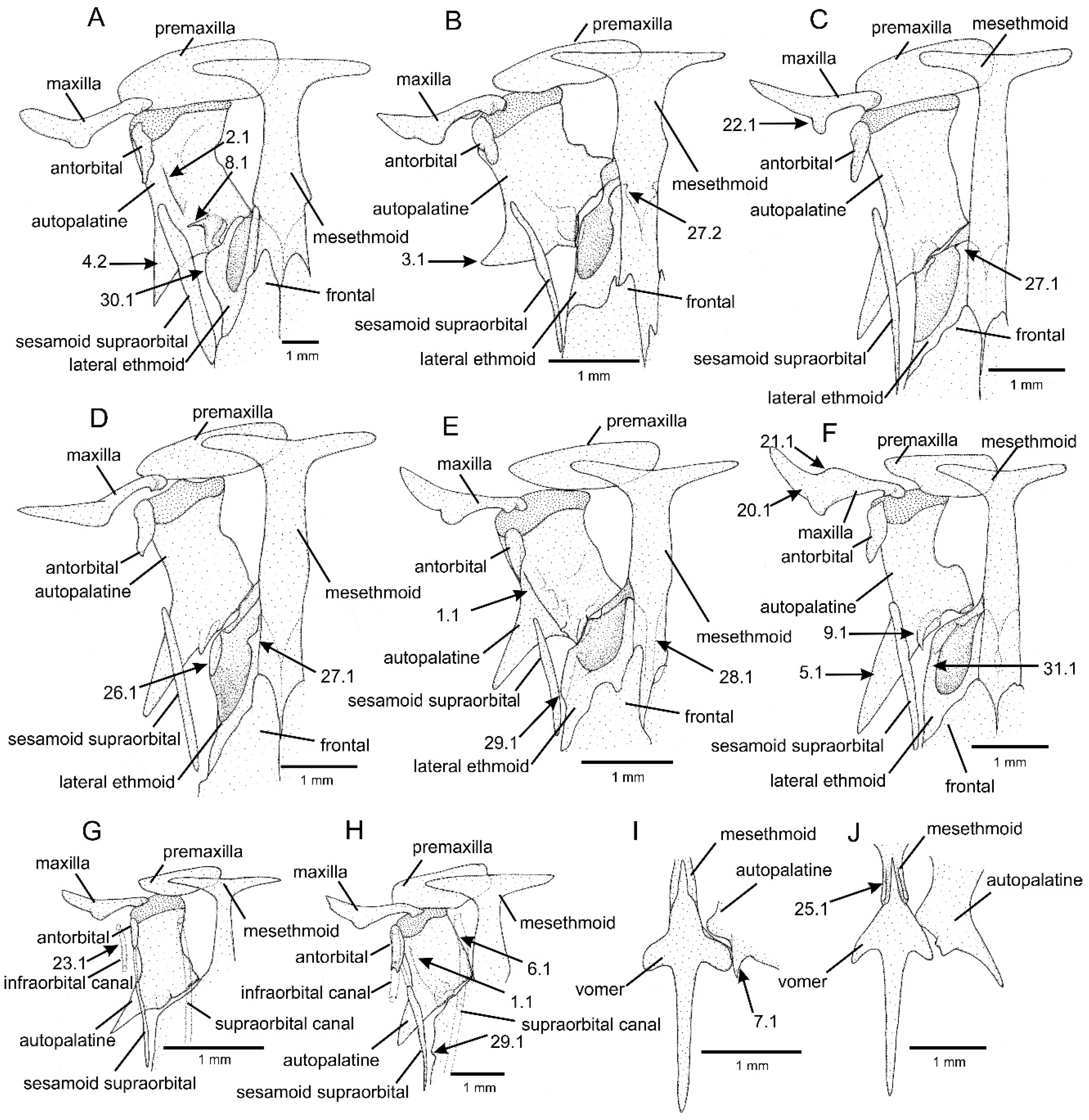 Taxonomy 01 00013 g002