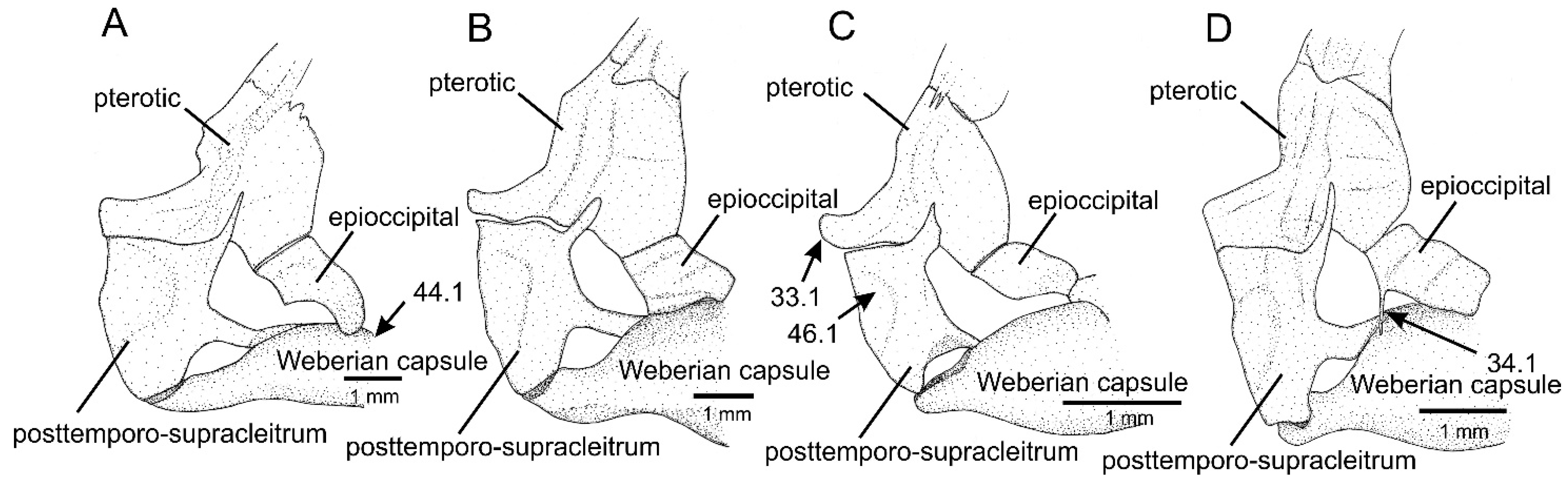 Taxonomy 01 00013 g004