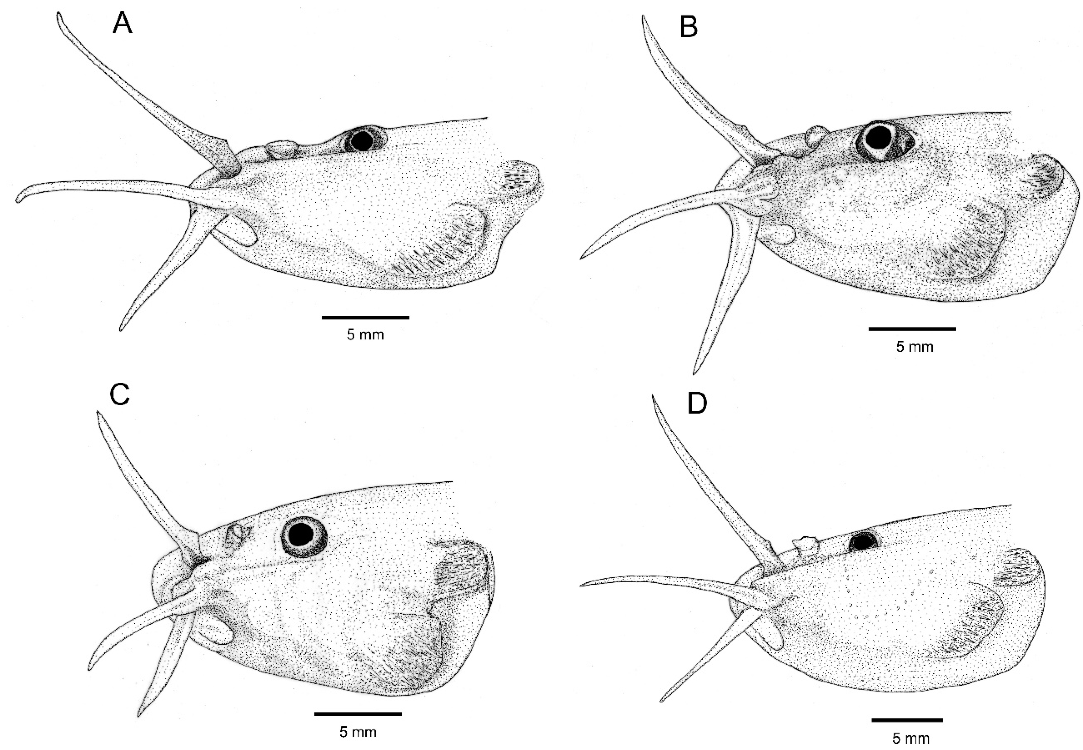 Taxonomy 01 00013 g009