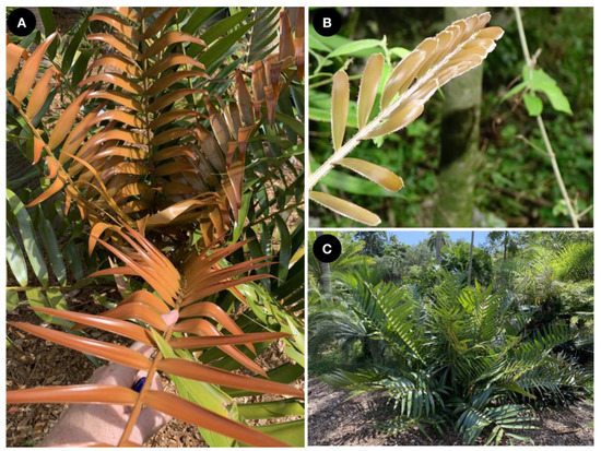 Taxonomy 01 00018 g0a1 550