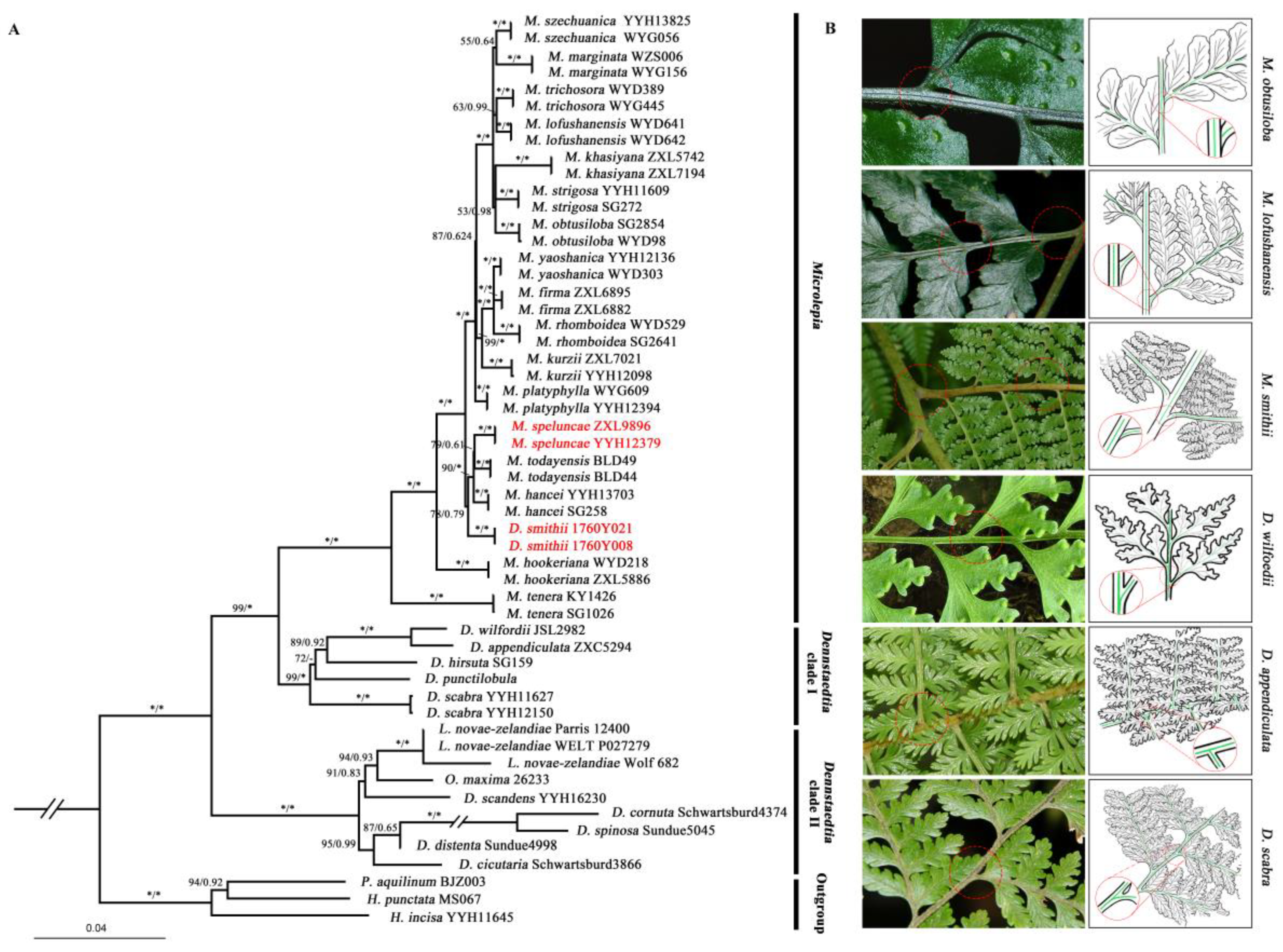 Taxonomy 01 00019 g002