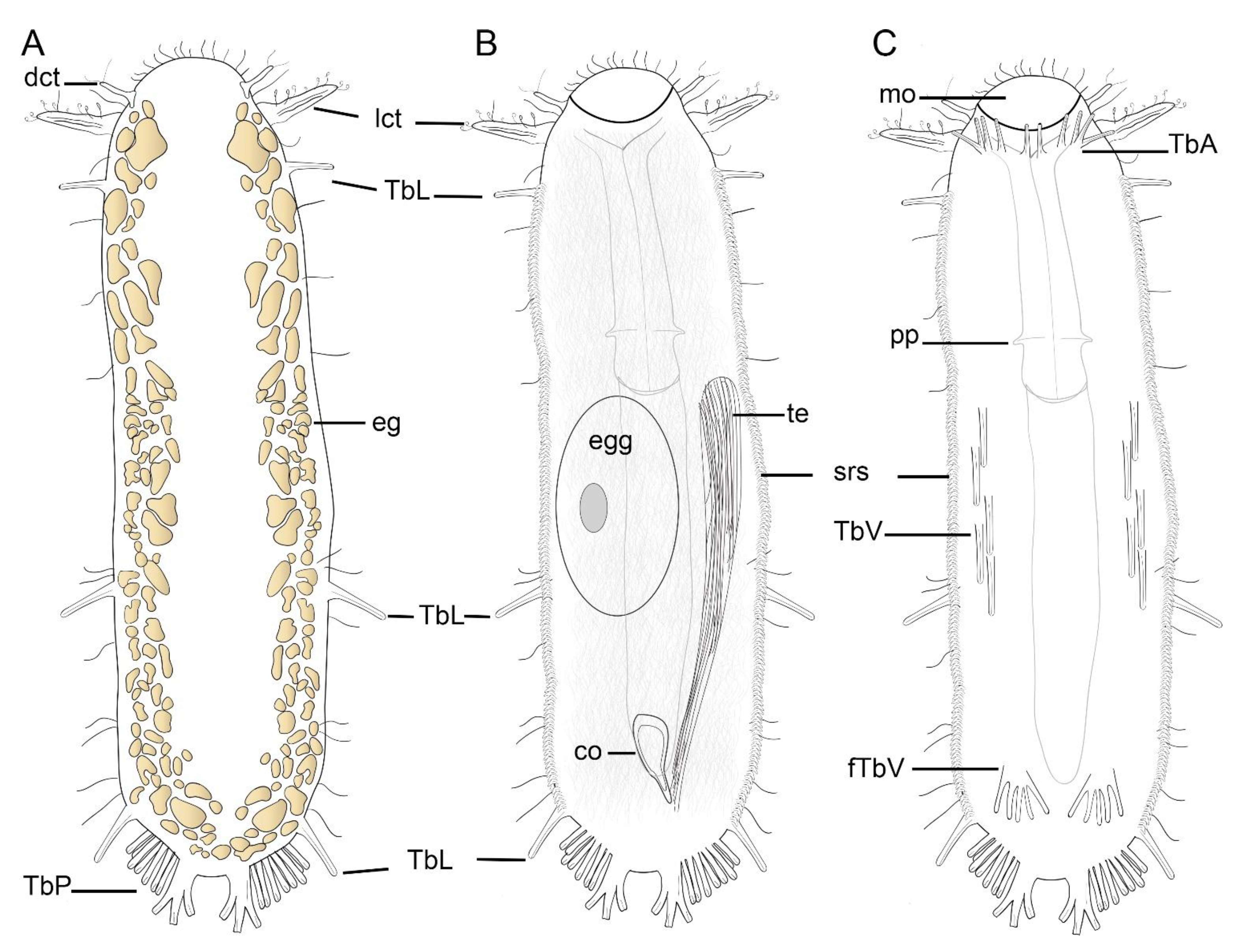 Taxonomy 01 00022 g002