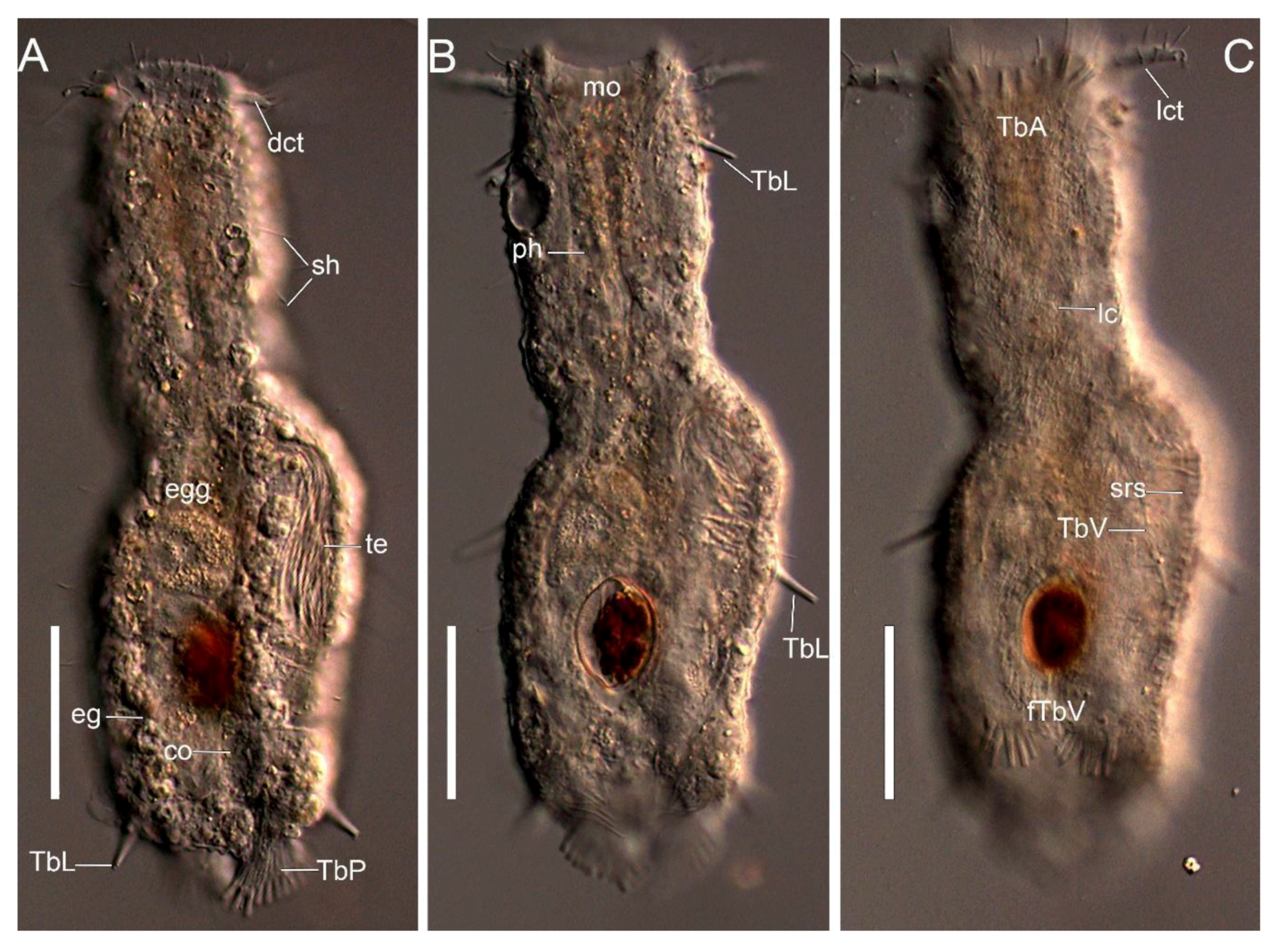 Taxonomy 01 00022 g003