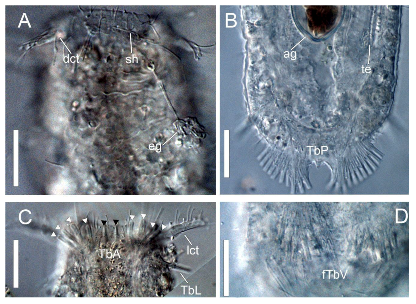 Taxonomy 01 00022 g004