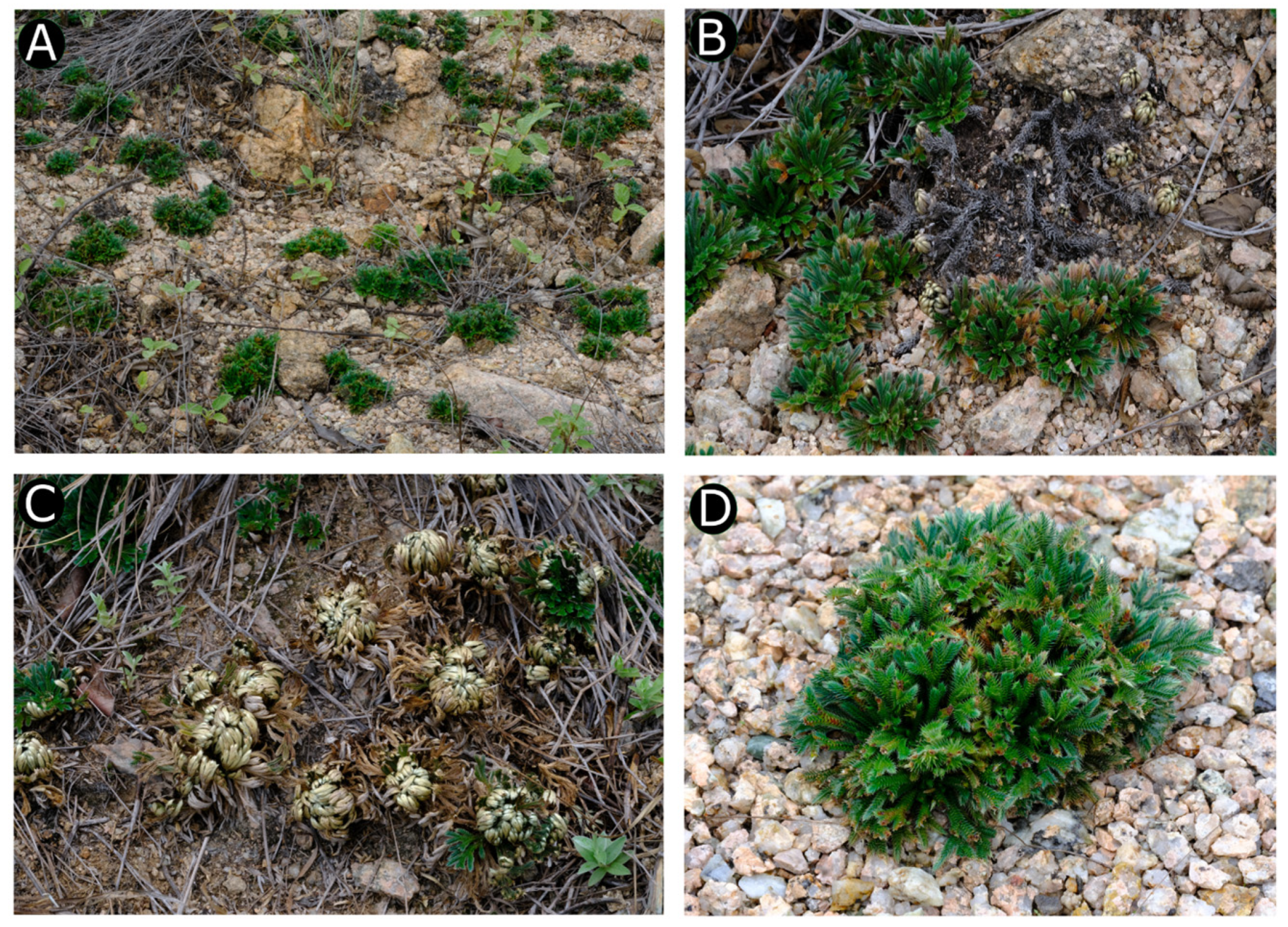 Taxonomy 01 00024 g002