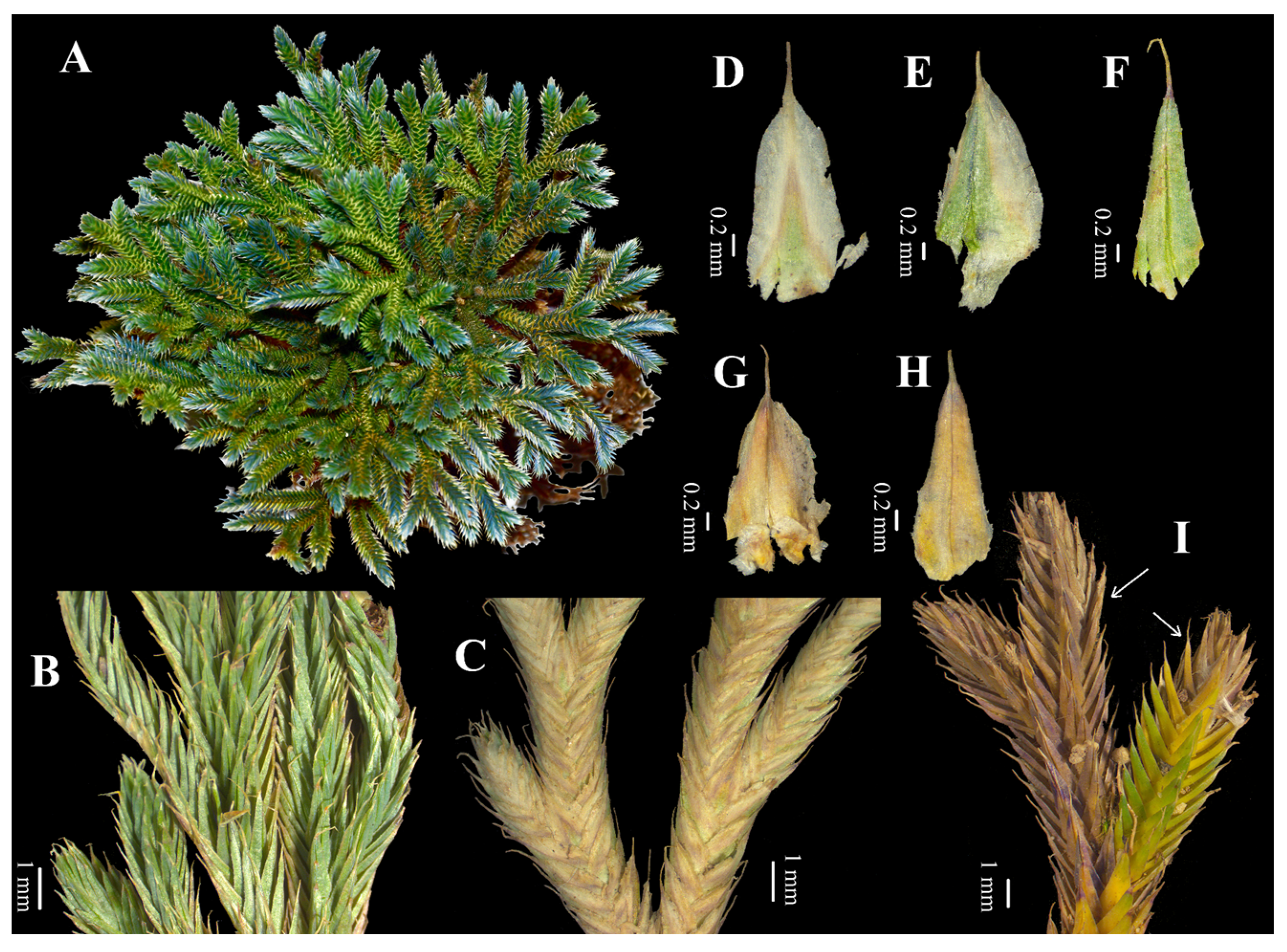 Taxonomy 01 00024 g003