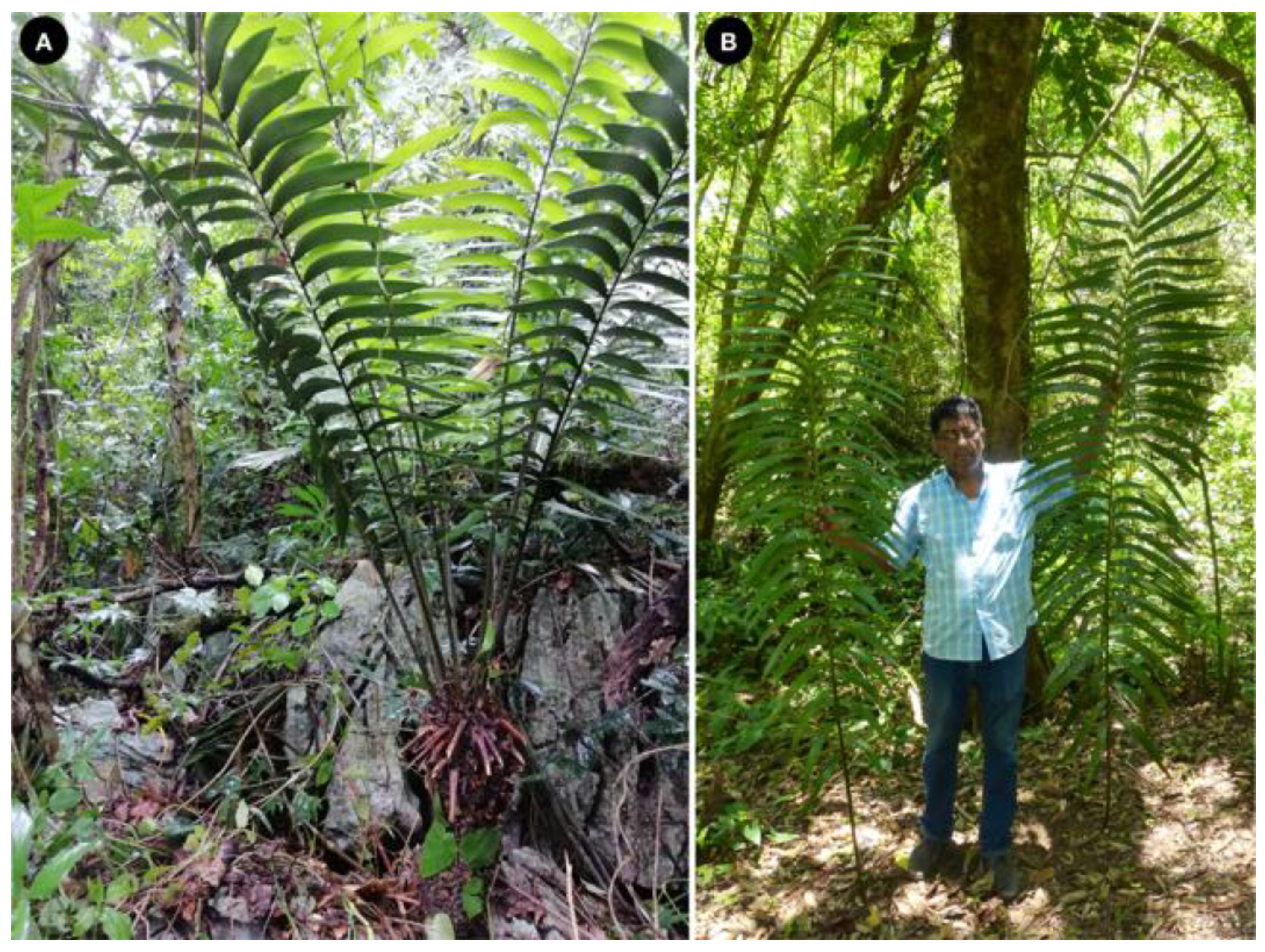 Taxonomy 01 00026 g002