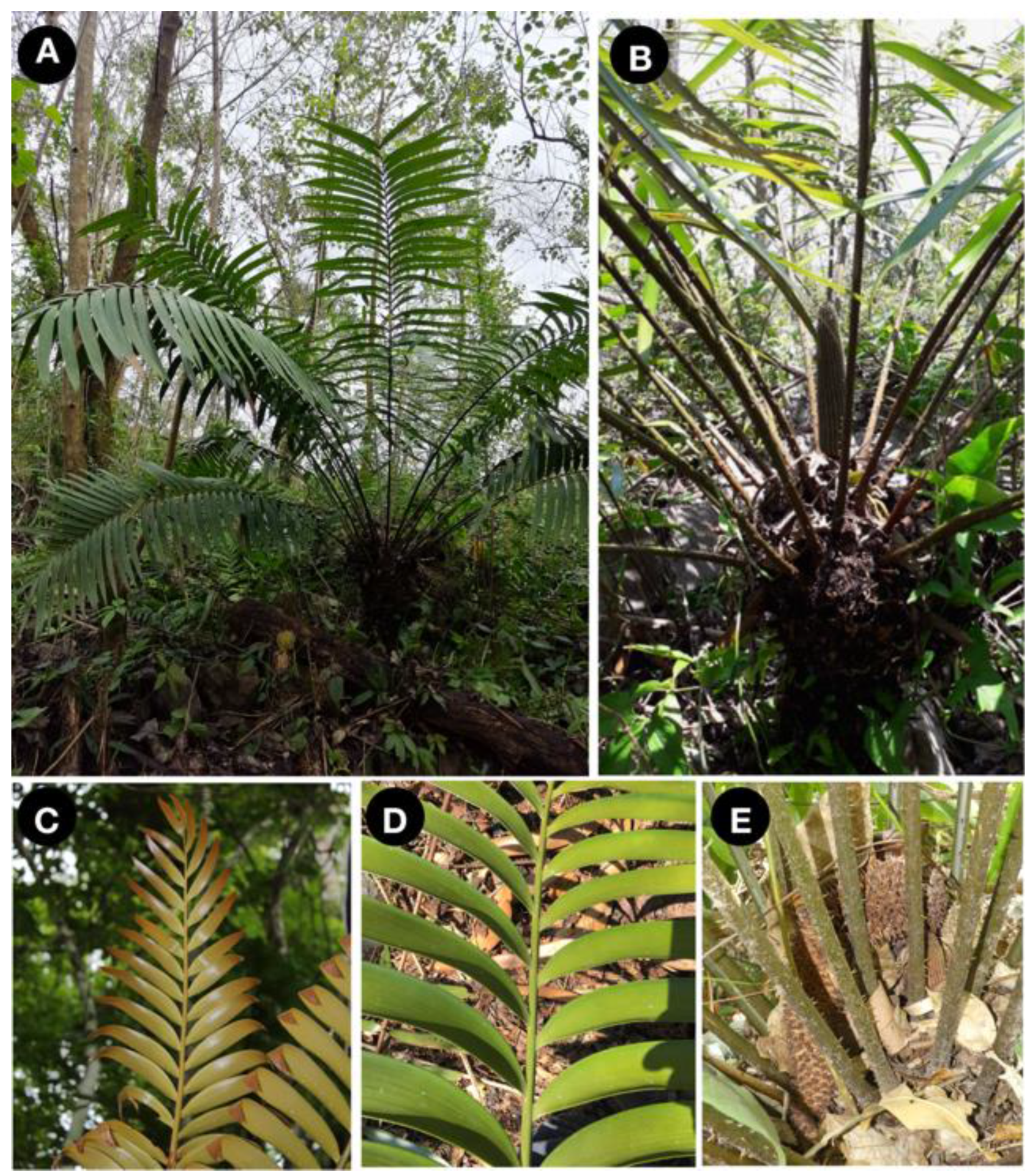 Taxonomy 01 00026 g005