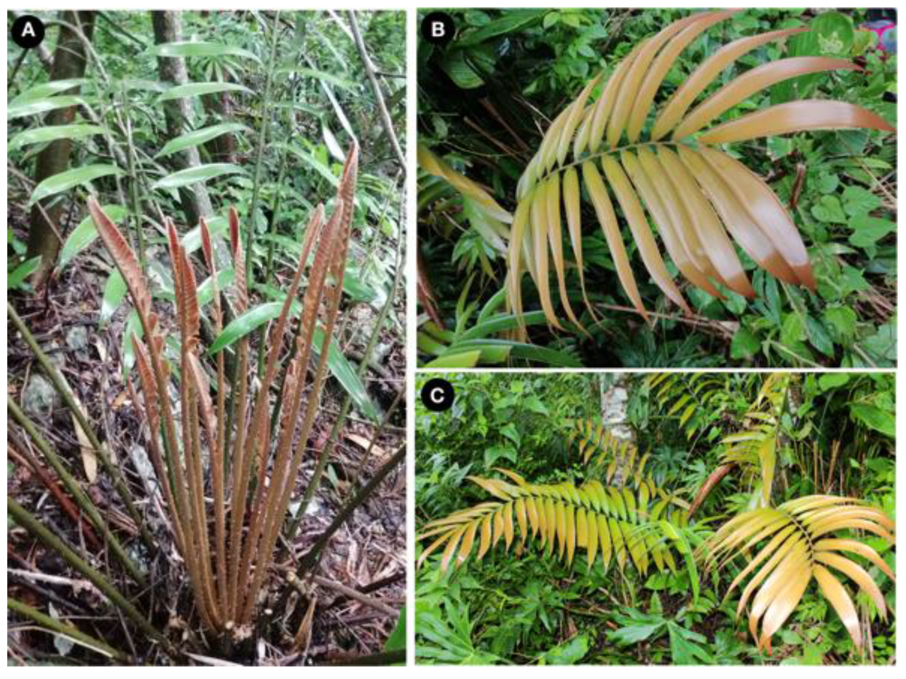 Taxonomy 01 00026 g006