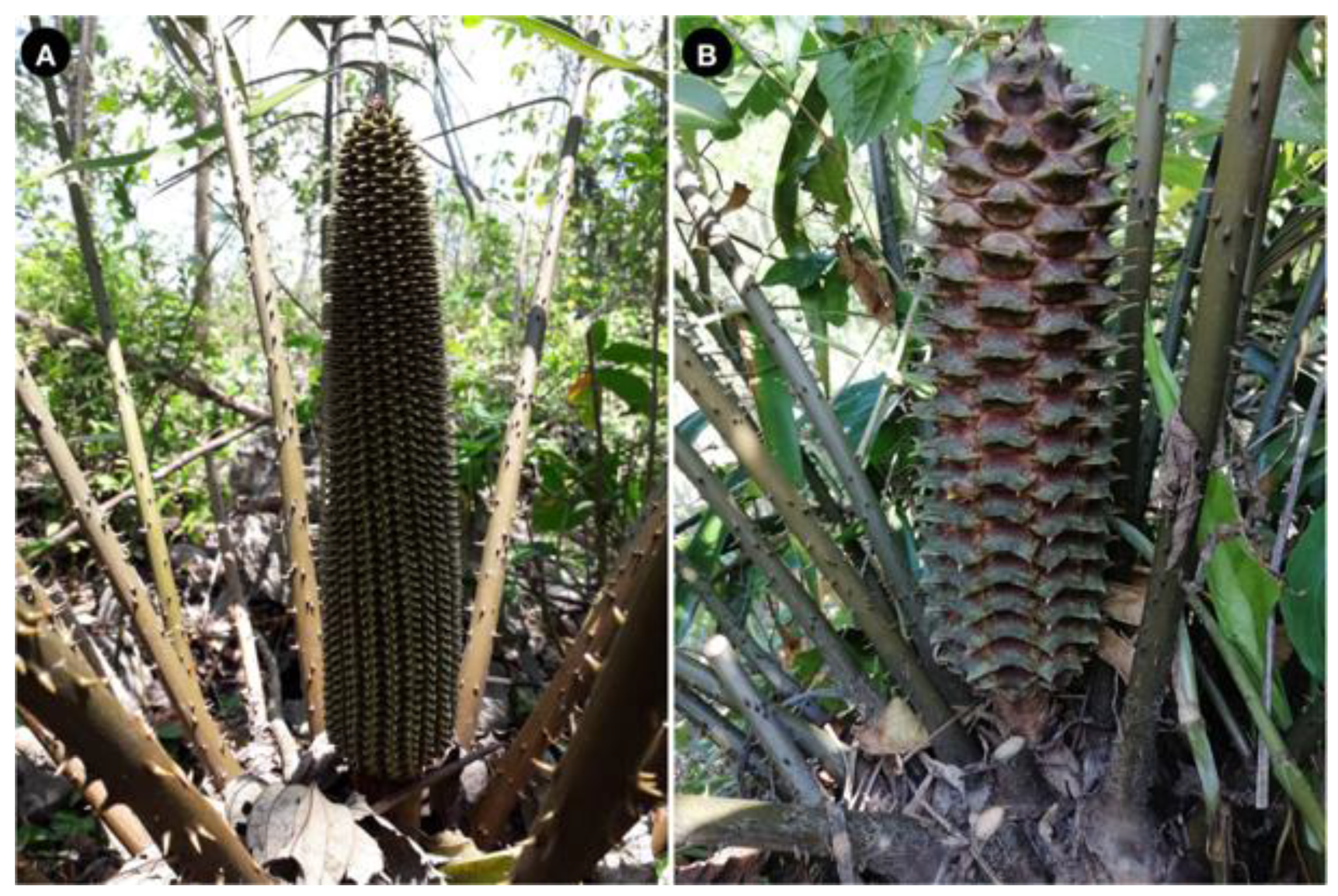 Taxonomy 01 00026 g007