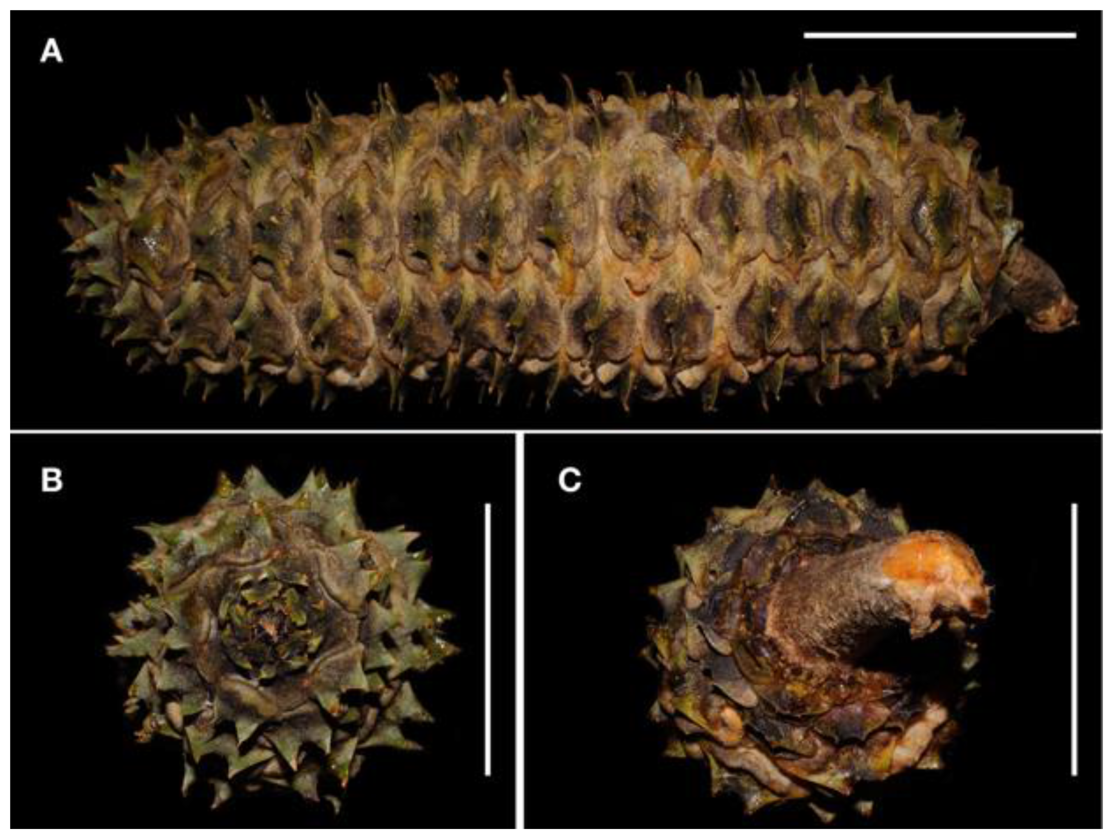 Taxonomy 01 00026 g008