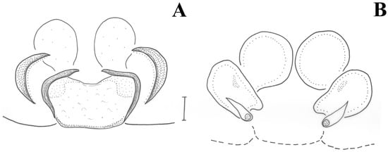 Taxonomy 01 00028 g004 550