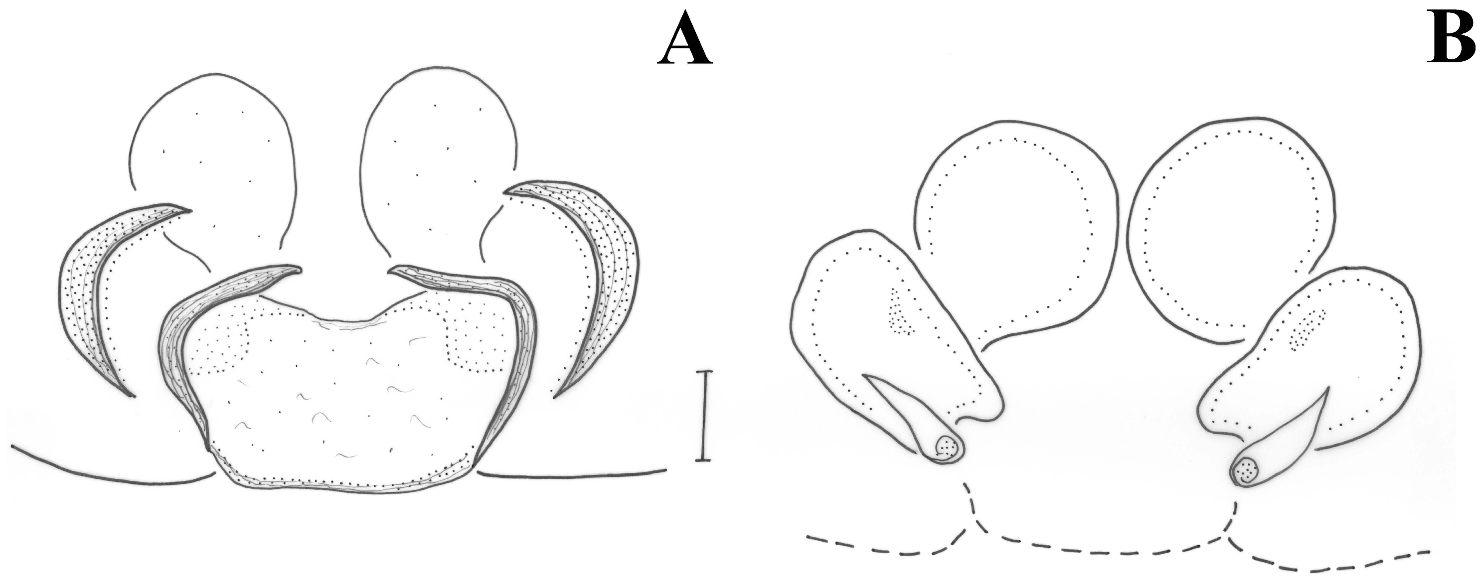 Taxonomy 01 00028 g004
