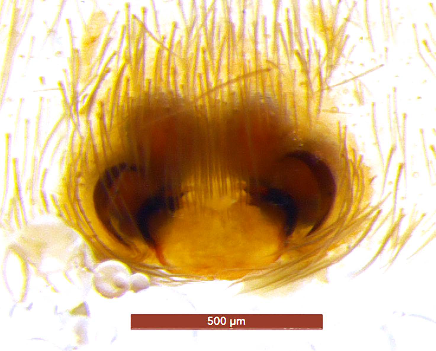 Taxonomy 01 00028 g005