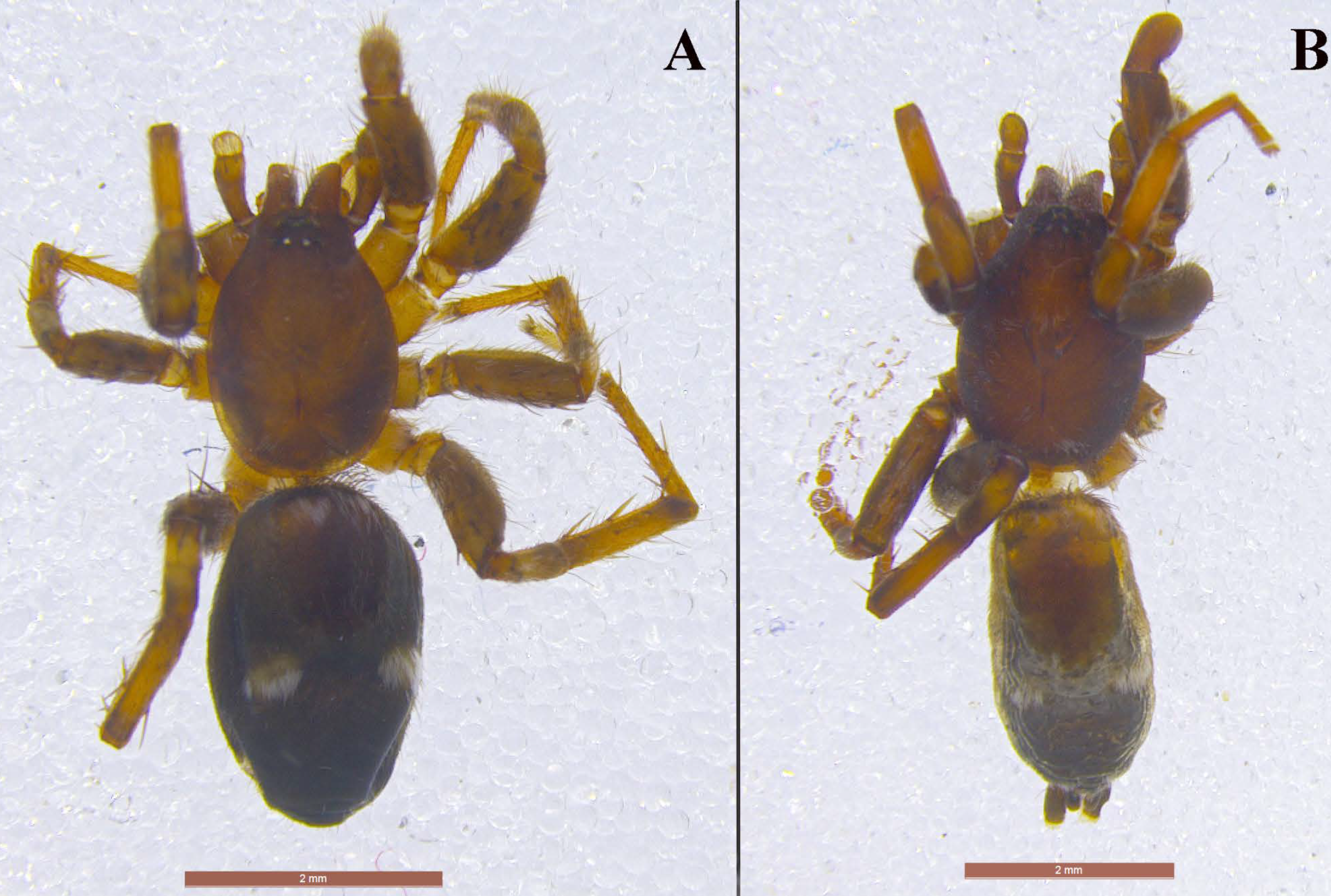 Taxonomy 01 00028 g011