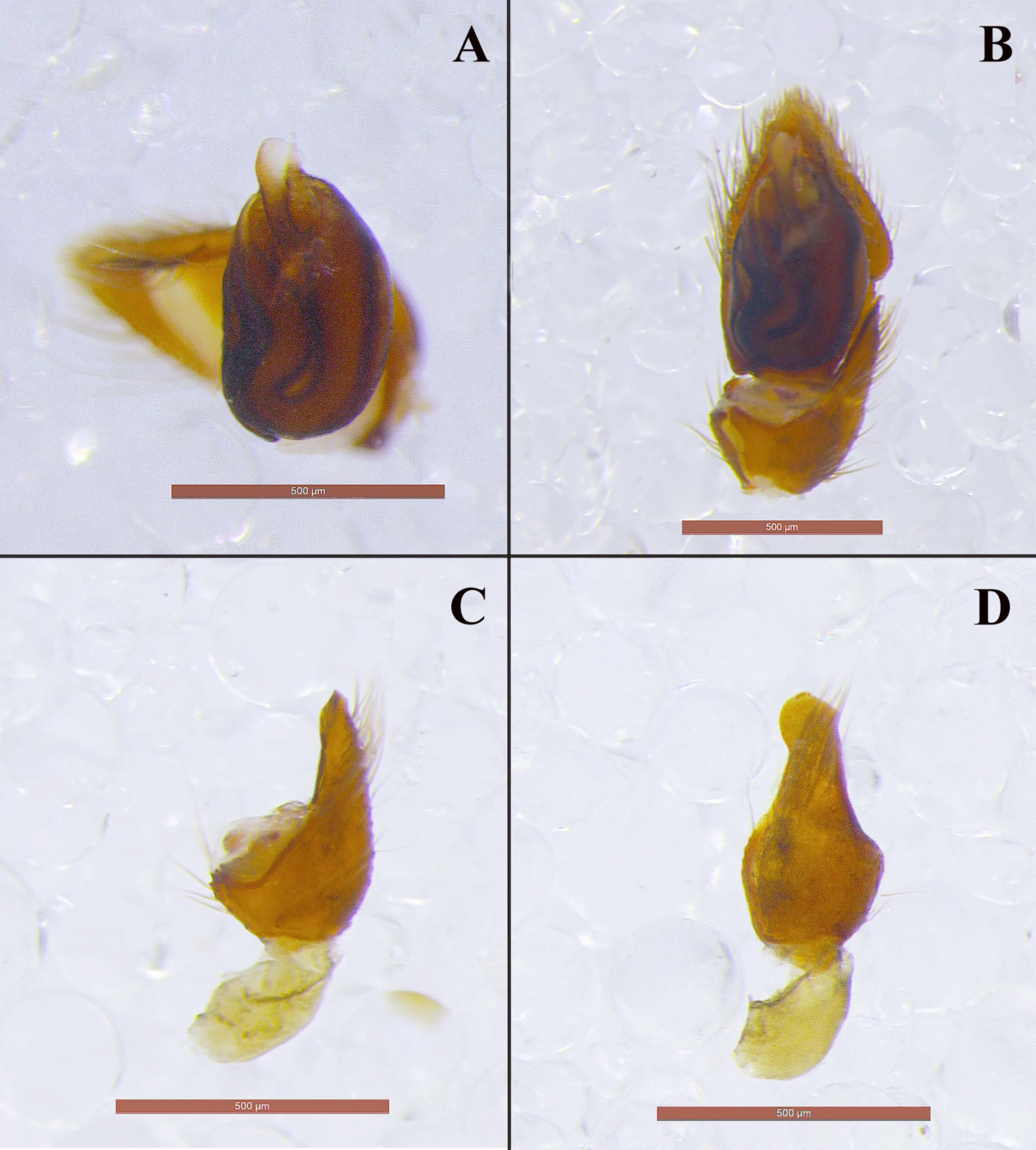 Taxonomy 01 00028 g012