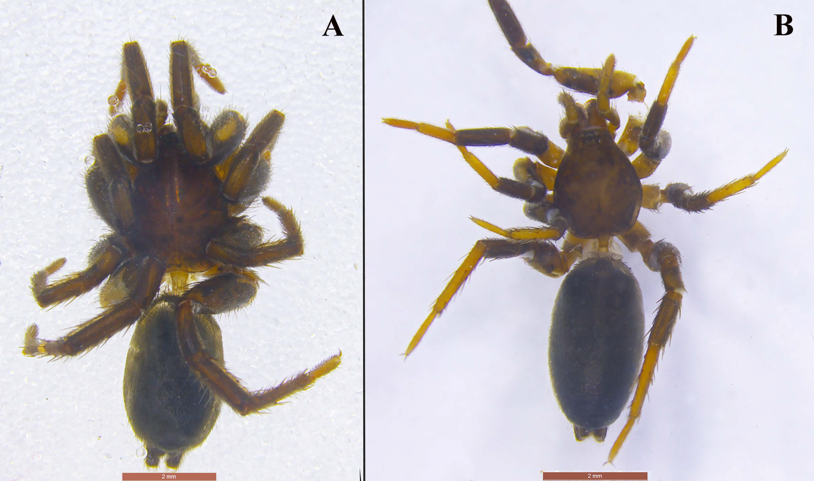 Taxonomy 01 00028 g014