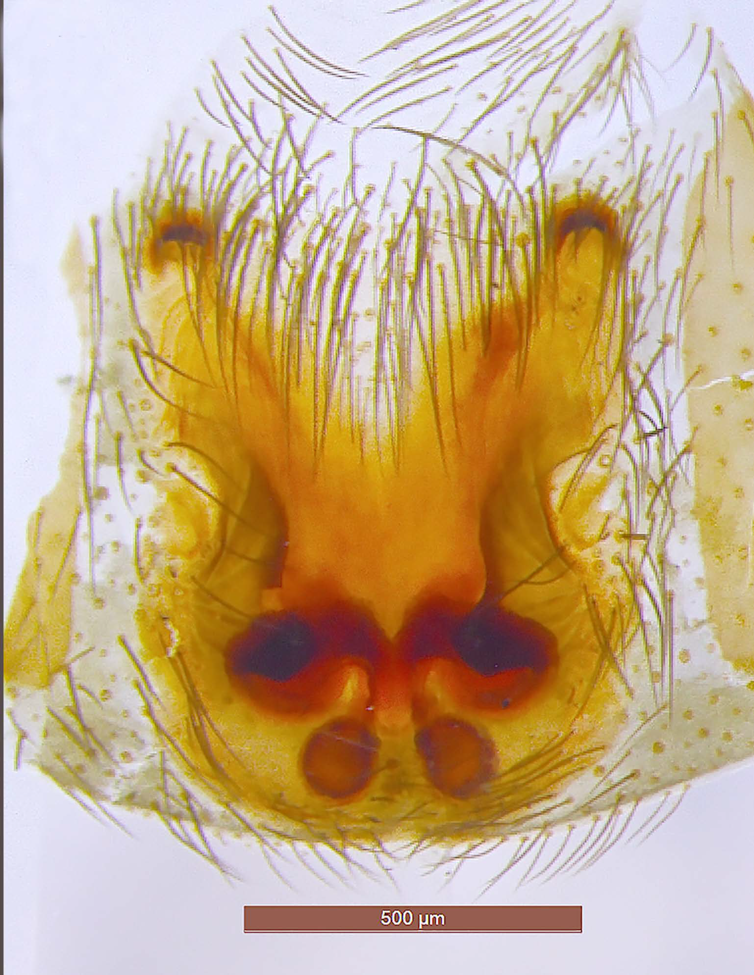 Taxonomy 01 00028 g016