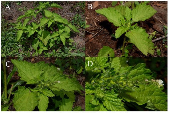 Taxonomy 01 00029 g0a10