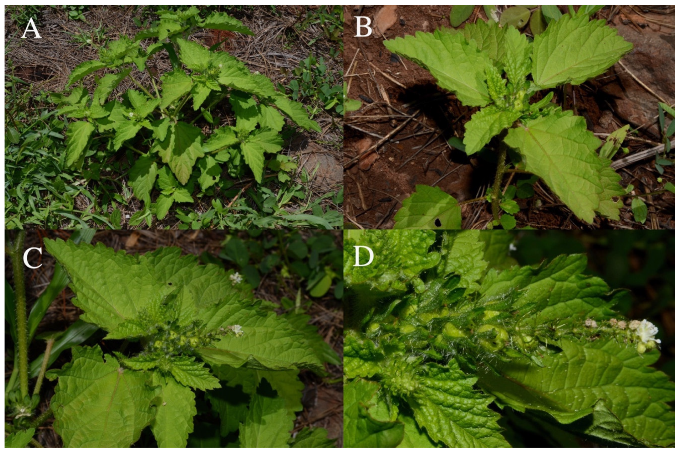 Taxonomy 01 00029 g0a10 Taxonomy 01 00029 g0a10