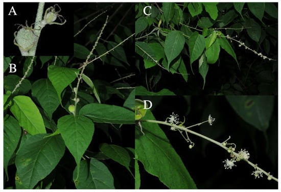 Taxonomy 01 00029 g0a11