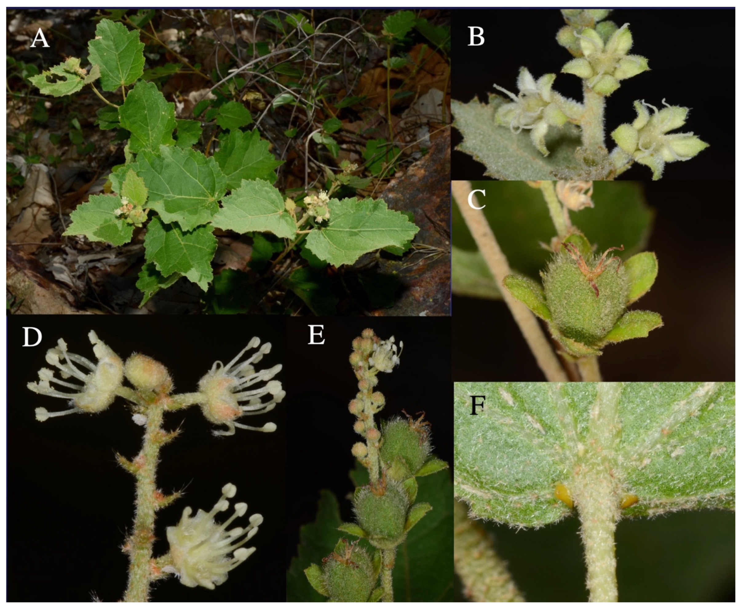 Taxonomy 01 00029 g0a12 Taxonomy 01 00029 g0a12