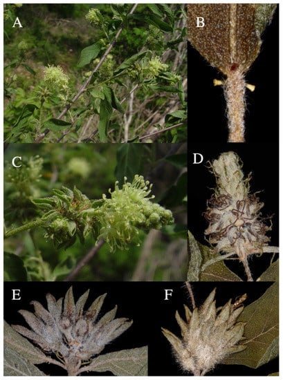 Taxonomy 01 00029 g0a13