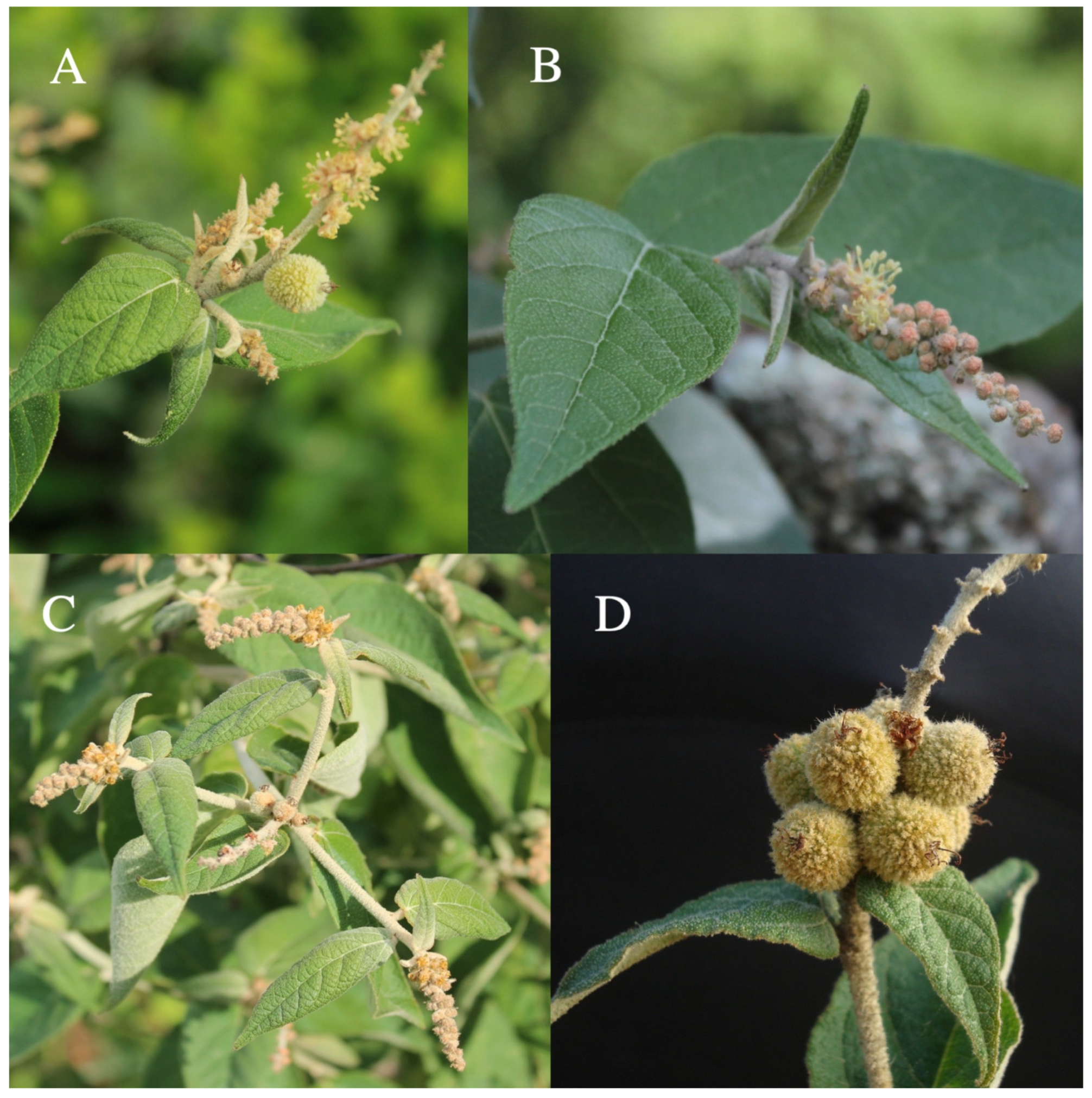 Taxonomy 01 00029 g0a15 Taxonomy 01 00029 g0a15