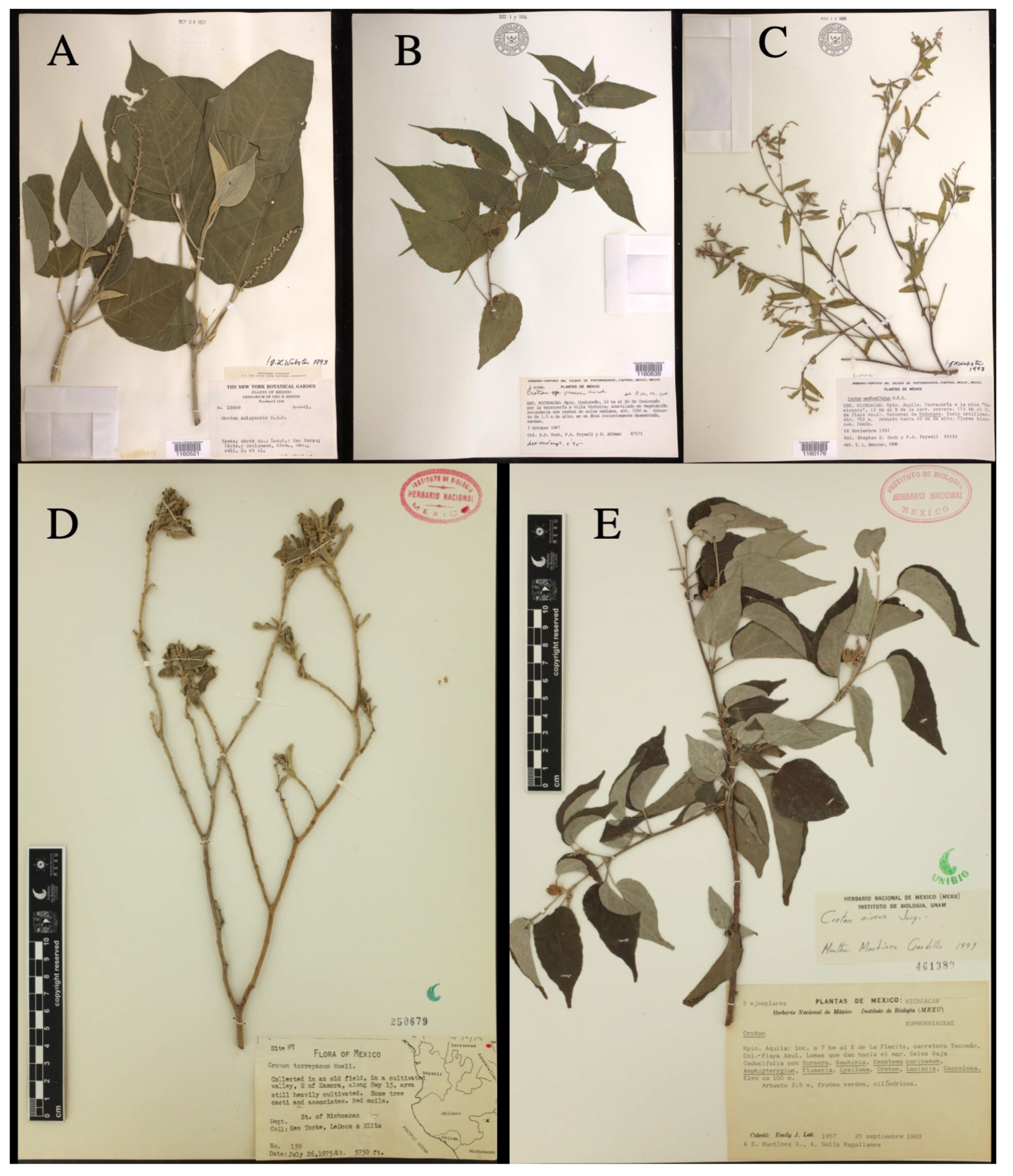 Taxonomy 01 00029 g0a16 Taxonomy 01 00029 g0a16